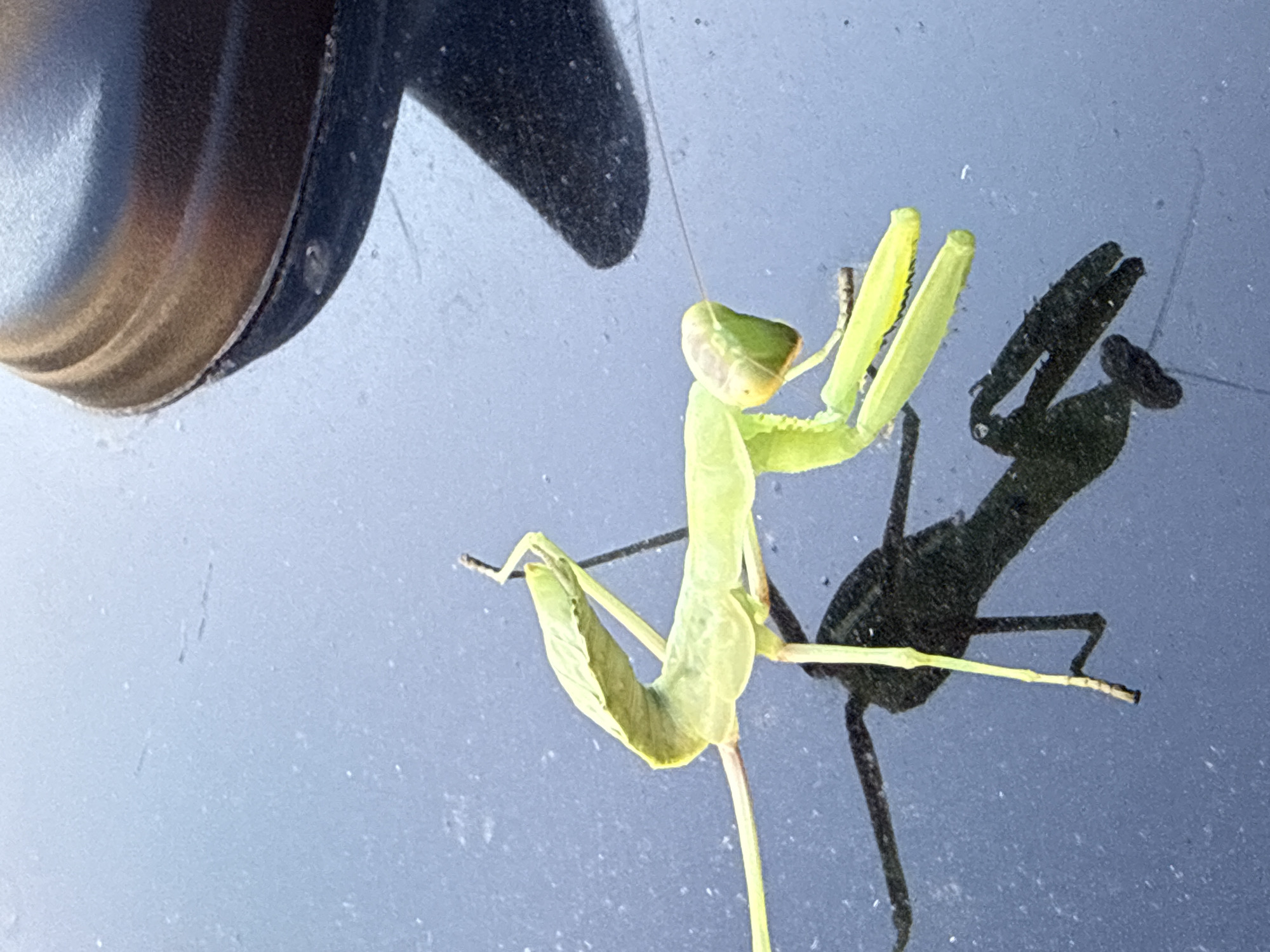 In Ungheni, Moldova, a bright green praying mantis is positioned on a dark, reflective surface, possibly a car or outdoor furniture. The mantis is facing right, with its head tilted upwards, revealing its large compound eyes and slender antennae. Its forelegs are raised and bent, characteristic of its predatory stance. The insect casts a distinct shadow on the surface below, which mirrors its form. In the upper right portion of the image, a curved, dark object, also reflective, partially obstructs the view. The background is a muted blue-gray, with subtle textures and a few specks of dust or debris. The lighting suggests it is daytime, with bright light illuminating the mantis and casting sharp shadows.