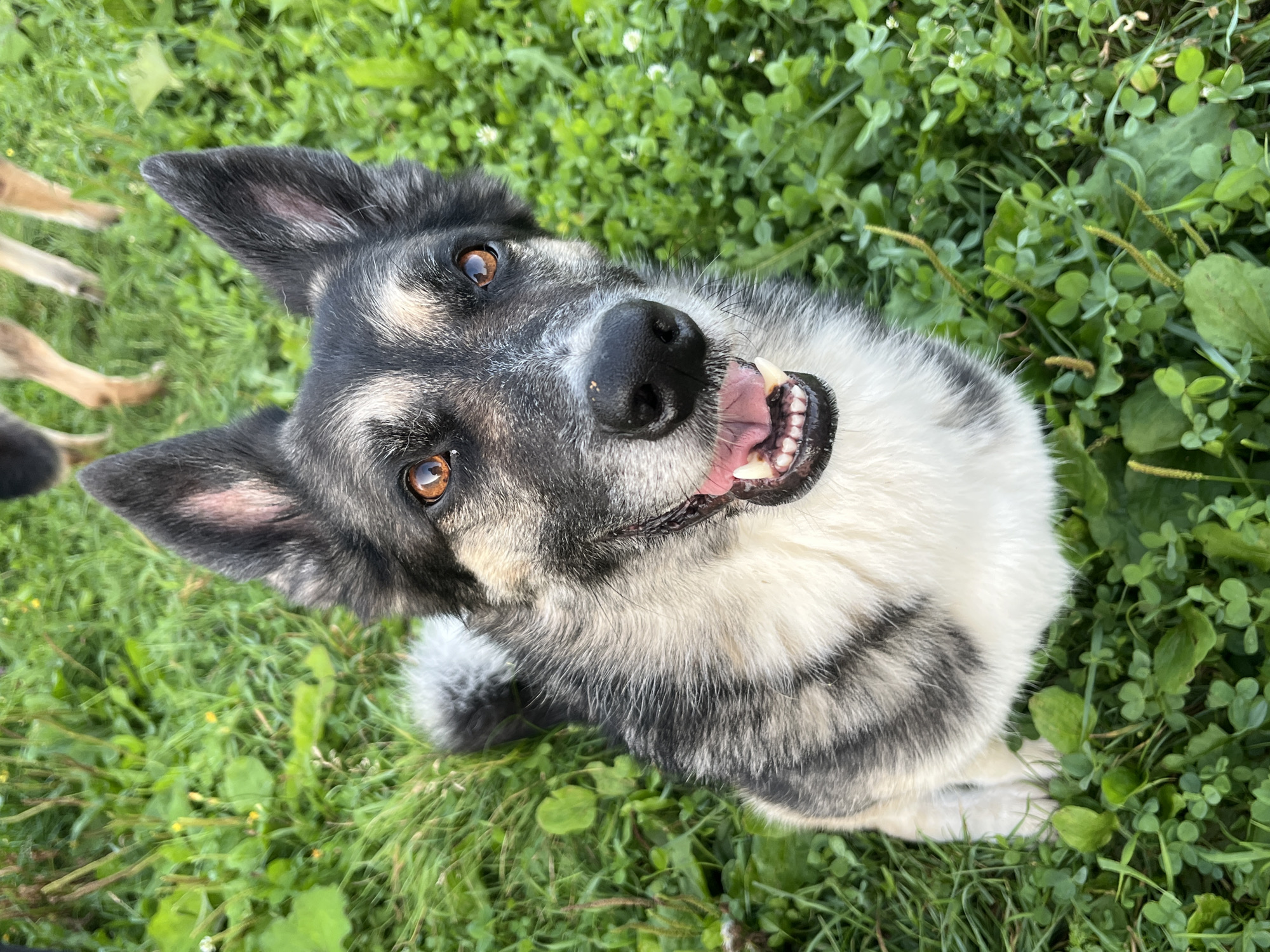 A medium-sized dog with black, white, and grey fur is sitting in green grass. The dog's mouth is open, showing its teeth and pink tongue. Its eyes are brown and it is looking directly at the camera. In the background, two other dogs' legs are visible, also in the grass. The scene appears to be outdoors, possibly in a park or a backyard. There is no visible indication that this location is in Nizhny Tagil, Russia.