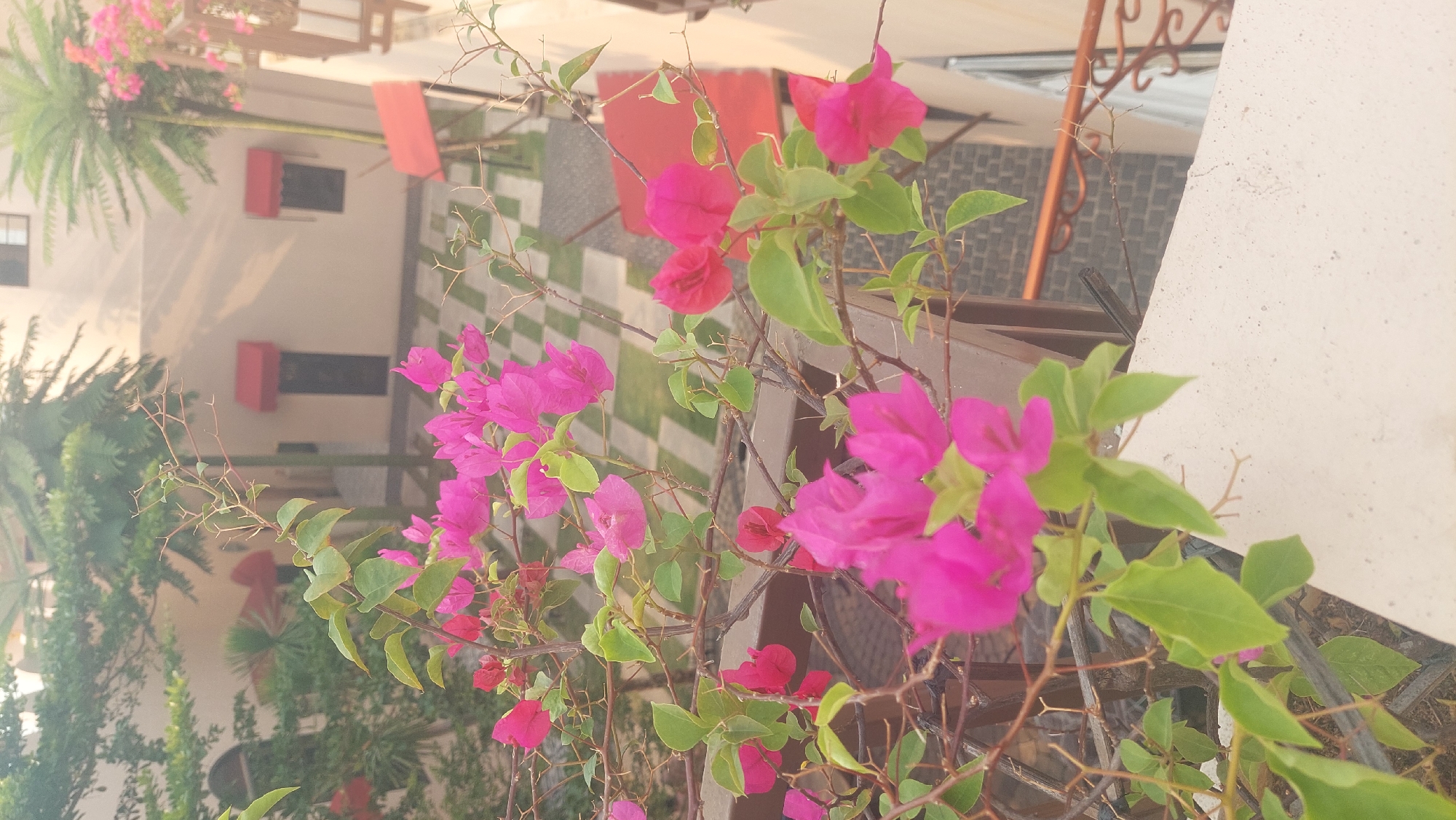 This image depicts a close-up view of bright pink bougainvillea flowers in the foreground, with a courtyard in the background. The courtyard features a checkered paved floor, a red awning over a dark door and window, and two palm trees. A light-colored building with arched windows is visible behind the trees. The scene appears to be a balcony or patio overlooking the courtyard. There are no people or animals visible in the image.