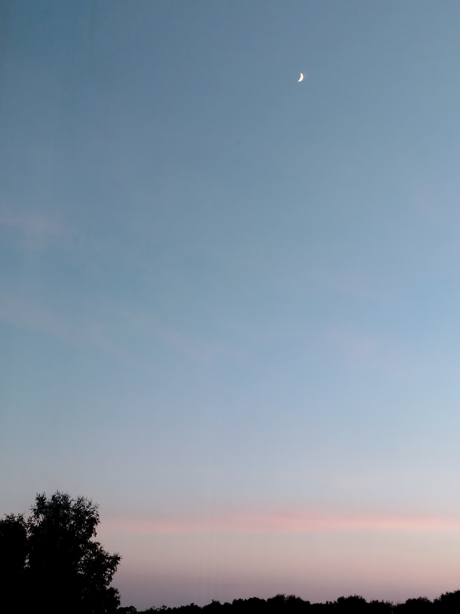 The image depicts a crescent moon in a light blue sky, transitioning to a pinkish hue near the horizon. The silhouette of a tree is visible in the lower left corner, and a darker silhouette of trees and shrubbery stretches across the bottom of the frame. The location, Noviy, Russia, is assumed based on the prompt.
