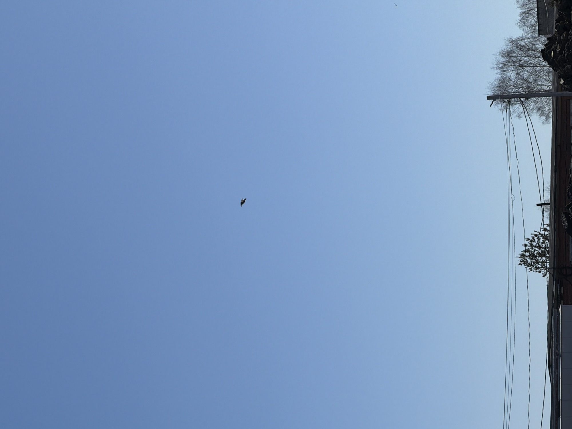 A low-angle shot shows a clear blue sky in Chaikovsky, Russia. In the center of the frame, a single bird is flying. On the right edge, a utility pole is visible with wires running along a building covered with vines. A tree is silhouetted against the sky behind the pole. The scene suggests a typical urban environment in the city.