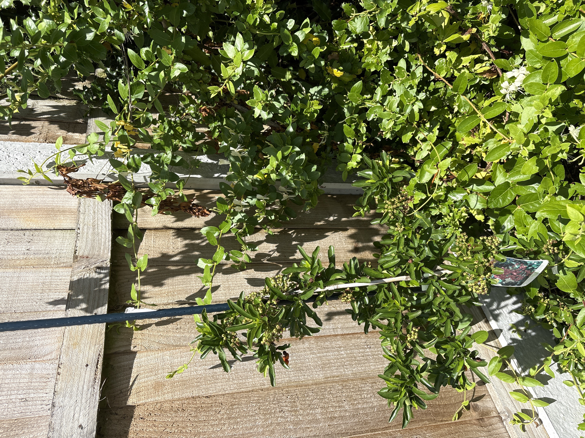 The image shows a close-up, overhead view of a plant with green leaves and small white flowers, growing over a wooden surface that appears to be a deck or fence. The plant's vines are intertwined with a thin, dark green rod that runs horizontally across the image. Some of the plant's branches are also adorned with small, round, light-colored buds. Sunlight casts shadows on the wooden surface, indicating it is daytime. The overall impression is of a garden setting on a sunny day. One of the plants has a small plant tag with an image of red berries and some text, but the text is illegible.