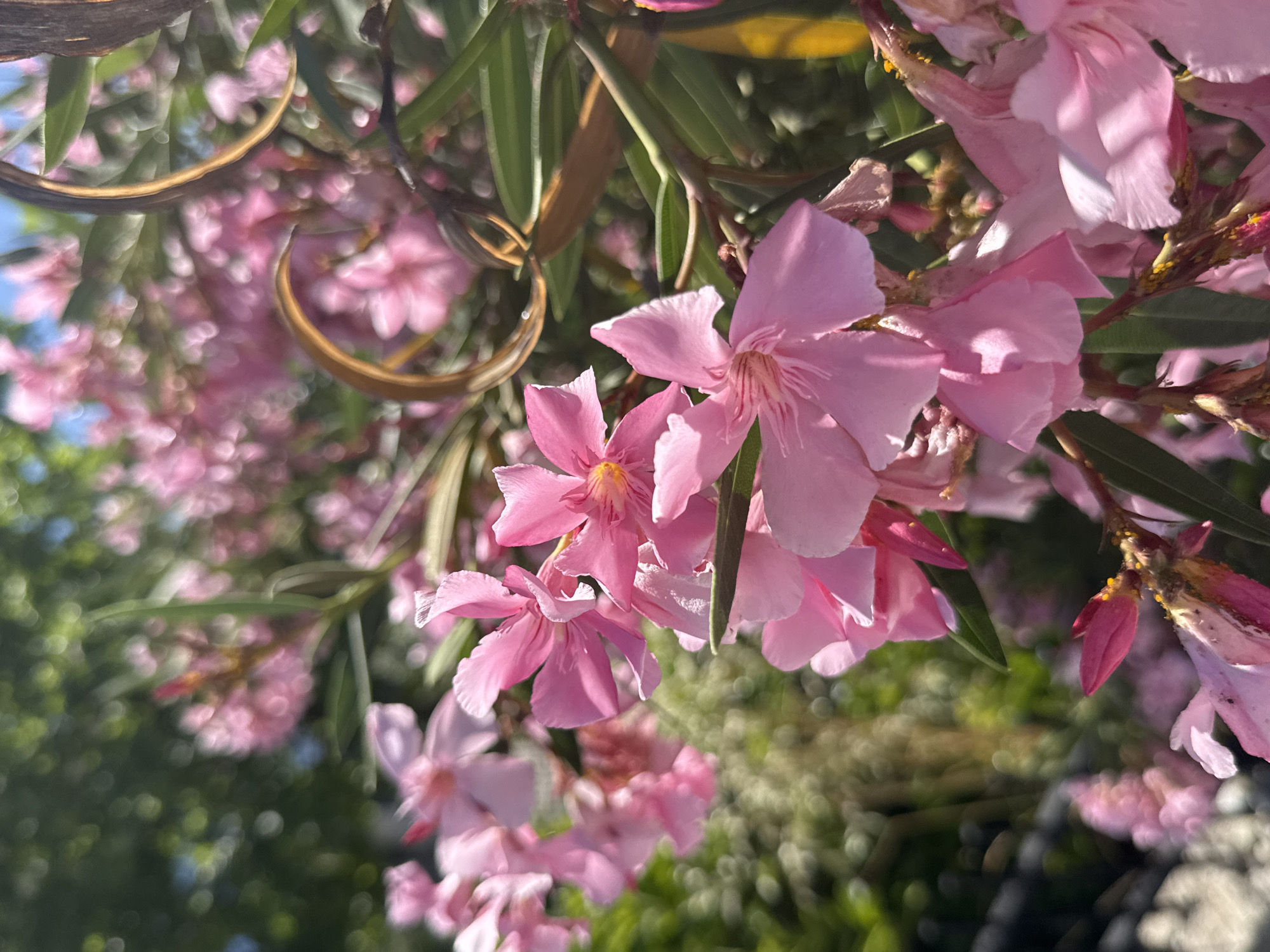 The image shows a close-up view of pink oleander flowers. The flowers are the main subject, and they are clustered together with green leaves visible in the background. Some dried seed pods or branches are also present. The background appears blurry, suggesting a shallow depth of field. The overall setting seems to be outdoors in a garden or natural environment. The specific location, city, and region are not discernible from the image.