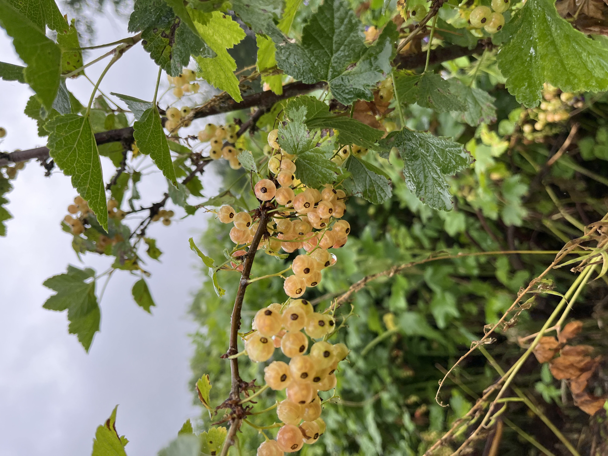 A close-up, eye-level shot shows a branch of white currants on a bush. The currants are a pale yellow to off-white color with visible dark seeds and some water droplets clinging to them. The leaves of the currant bush are green, some appear wet, and a few show signs of browning or damage. The background is a blur of green foliage and a overcast sky. The scene is outdoors, likely in a garden or natural area in Olkhovka, Russia. No people or actions are depicted.