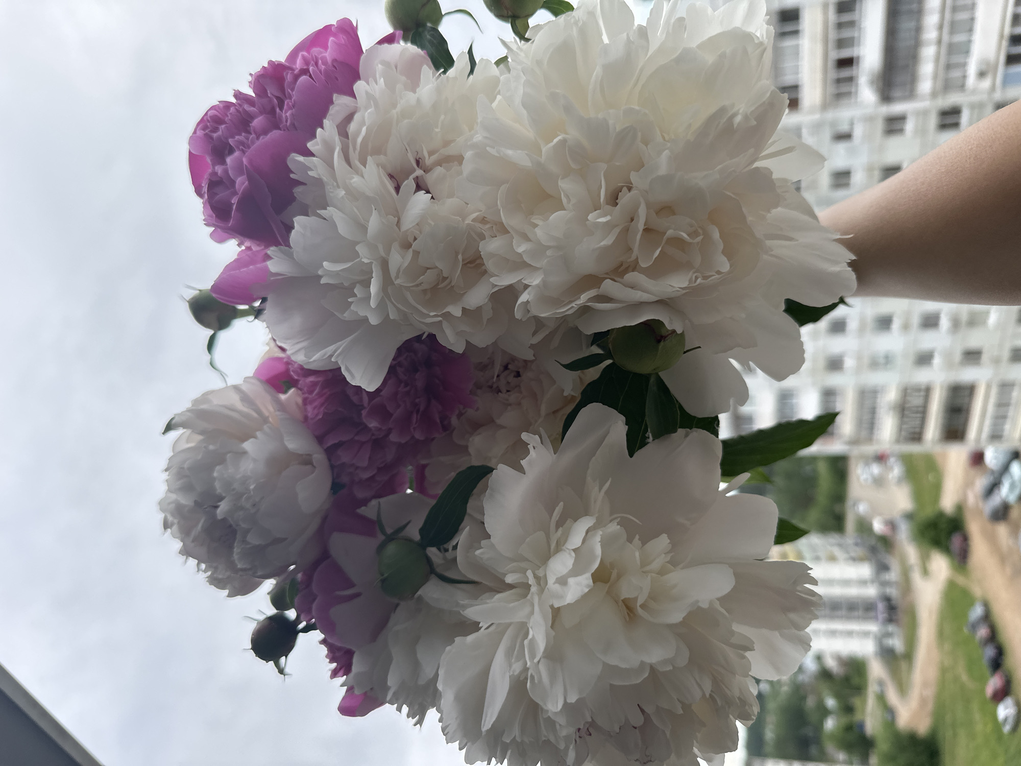 A bouquet of pink and white peonies is held up in front of a window. Outside the window, a multistory building and a parking area with cars are visible. The location appears to be in an urban area, potentially in Chaikovsky, Russia. A person's arm is holding the bouquet.