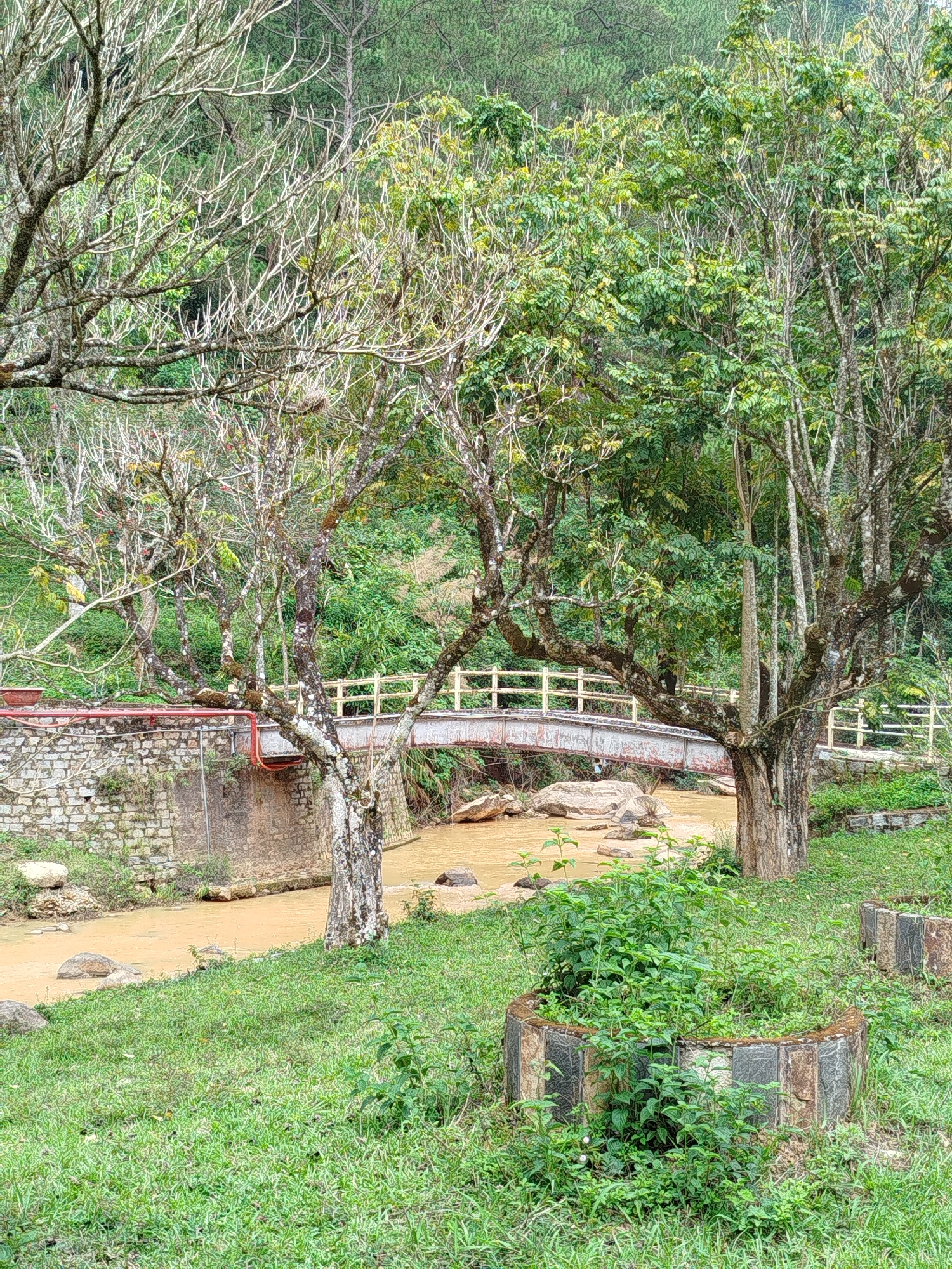 The image depicts a tranquil scene in Păng Tiêng 1, Vietnam, featuring a gently flowing, muddy river spanned by a white wooden bridge. Lush green grass covers the foreground, leading up to the riverbank. Trees with varying degrees of foliage line the river, some bare-branched and others fully leafed. Stone and concrete structures support the bridge and riverbanks. In the foreground, there are planters made of gray stones arranged in a ring. The background reveals a dense, green forest, possibly indicating a mountainous region. No people are visible in the image.