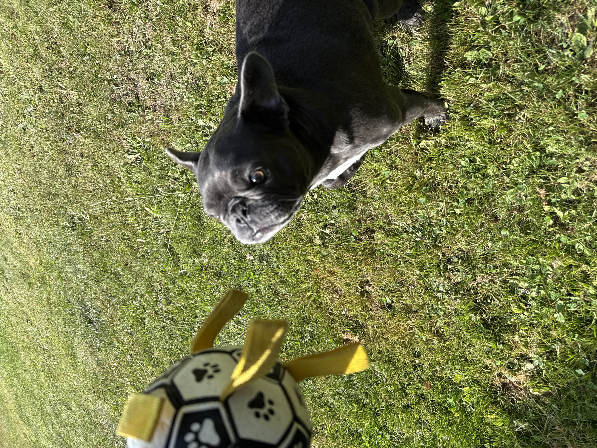 In Bad Sachsa, Germany, a dark gray French bulldog is captured in an outdoor scene, likely a backyard or park, as indicated by the grassy terrain. The dog is facing left, with its head turned slightly upwards and its eyes focused on an object out of frame. Its ears are perked, and its mouth is partially open, suggesting engagement or anticipation. In the foreground, a portion of a dog toy is visible; it is a black and white ball-shaped toy with yellow fabric strips protruding from it, and paw prints are visible on the surface of the ball. The environment consists of green grass, illuminated by bright sunlight, casting shadows on the ground. The image is taken from a slightly elevated perspective, looking down at the dog and the toy.