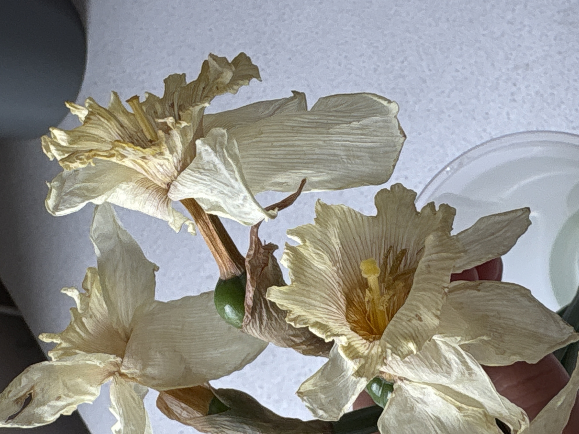 The image shows three fading daffodil flowers in a close-up shot. The petals are a pale yellow color, with some browning and wilting, indicating they are past their prime. The stems are visible, with some of the green color still present. The background is a blurred, neutral tone. There is no information indicating this image was taken in Saint Petersburg, Russia, nor any people, actions, or interactions visible.