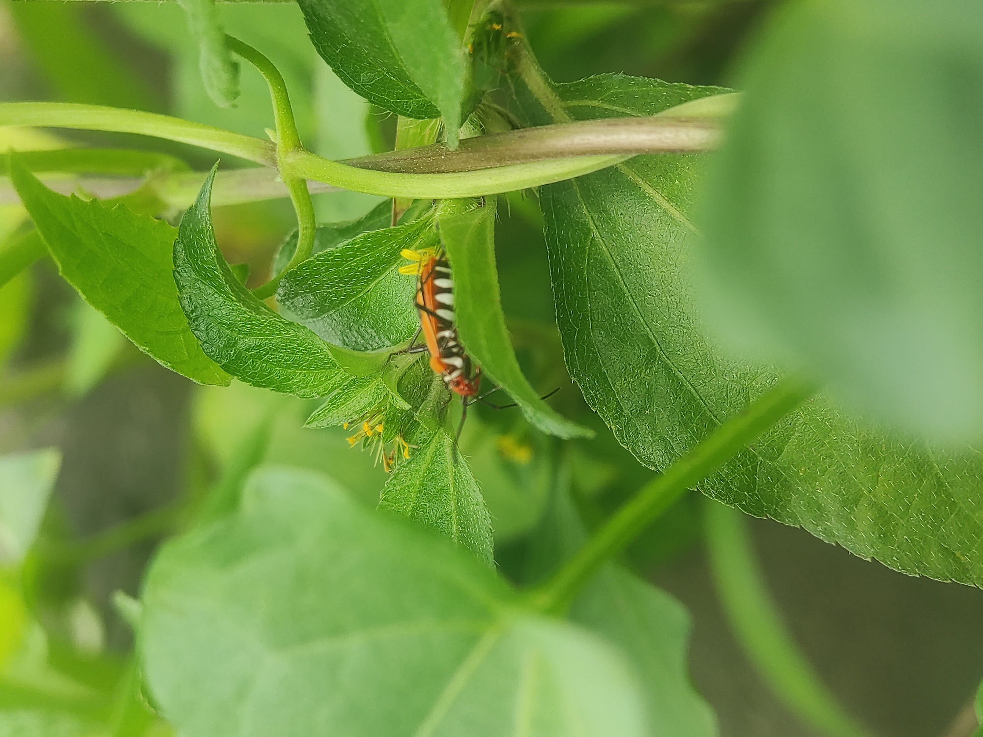 A Milkweed Tussock Moth Caterpillar crawls on green foliage. The insect has an orange head, white stripes, and a black and orange body. The vegetation appears to be in a natural, outdoor setting. The location is Lhokseumawe, Indonesia.
