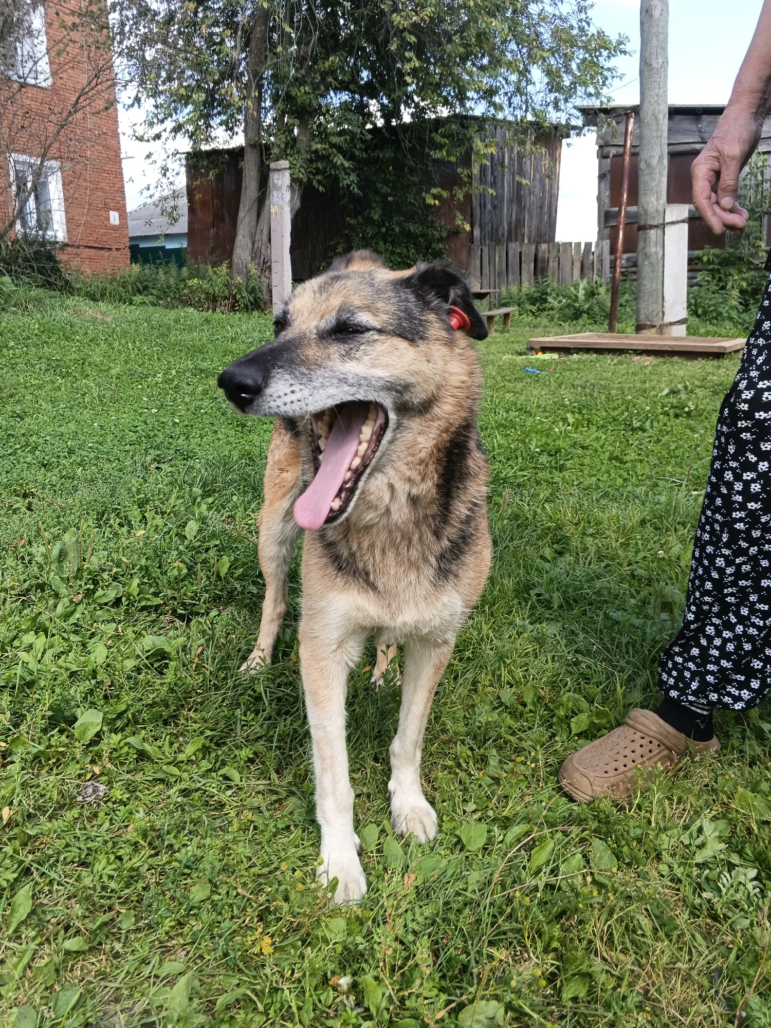 A medium-sized, tan and brown dog with its mouth wide open in a yawn stands on a grassy area in front of a rustic wooden fence and building. A woman's legs, clad in black pants with a white floral pattern and wearing brown Croc-style shoes, are visible on the right side of the frame. The background shows trees and a brick building, suggesting a rural or semi-rural setting. The scene appears to be located in Medvedyovka, Russia.