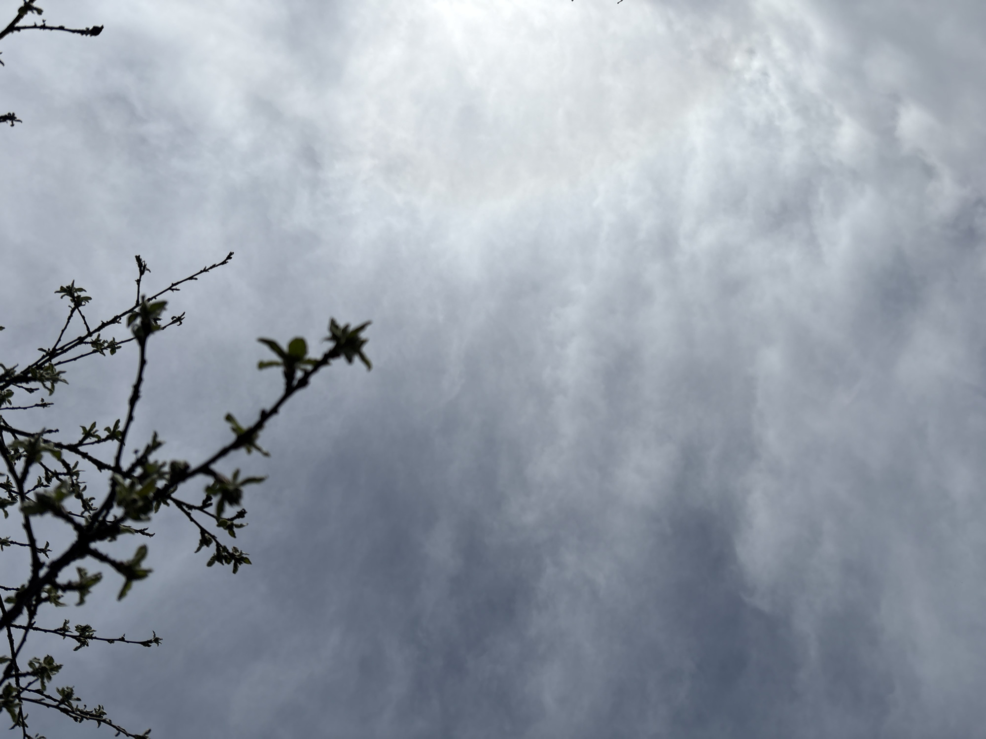 The image captures a cloudy sky with a faint solar halo visible at the top center. Silhouetted tree branches with budding leaves occupy the left side of the frame. The scene appears to be in Ленинградская, Russia, based on the prompt.