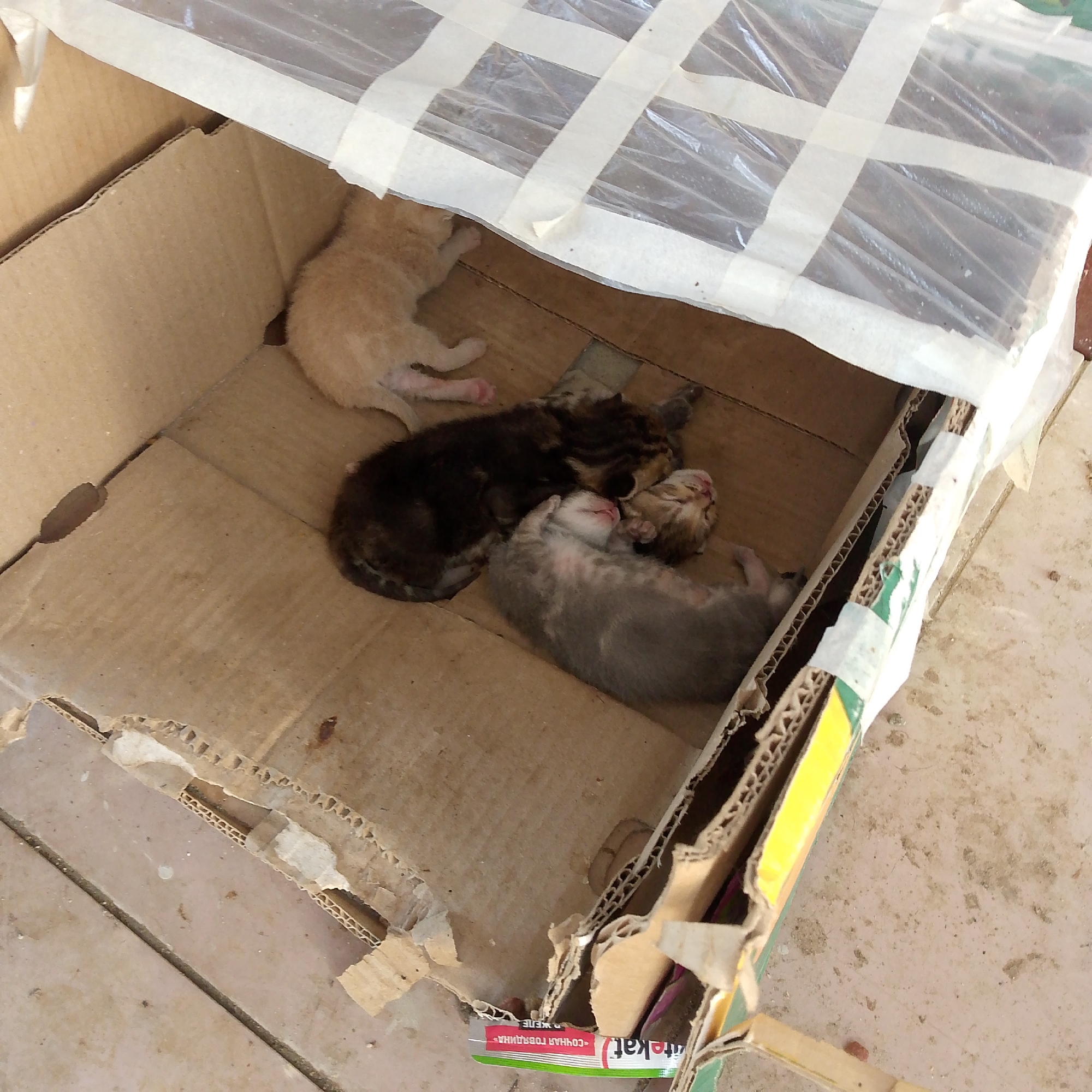 Four kittens are huddled together and sleeping in a cardboard box. The box is open on top, and it is partially covered with clear plastic sheeting secured by white tape. One kitten, a light orange color, is lying on its side. A dark brown and black tabby kitten is curled up next to it, and two lighter grey tabby kittens are nestled between the larger kittens. The kittens appear to be very young and are all sleeping peacefully. The cardboard box is situated on a light-colored tiled surface, likely an outdoor patio or walkway. The lighting suggests it is daytime. There is a partially visible label on the edge of the box with Cyrillic writing, which reads "СЫРНАЯ ГОЛОВКА" and "tekat."
