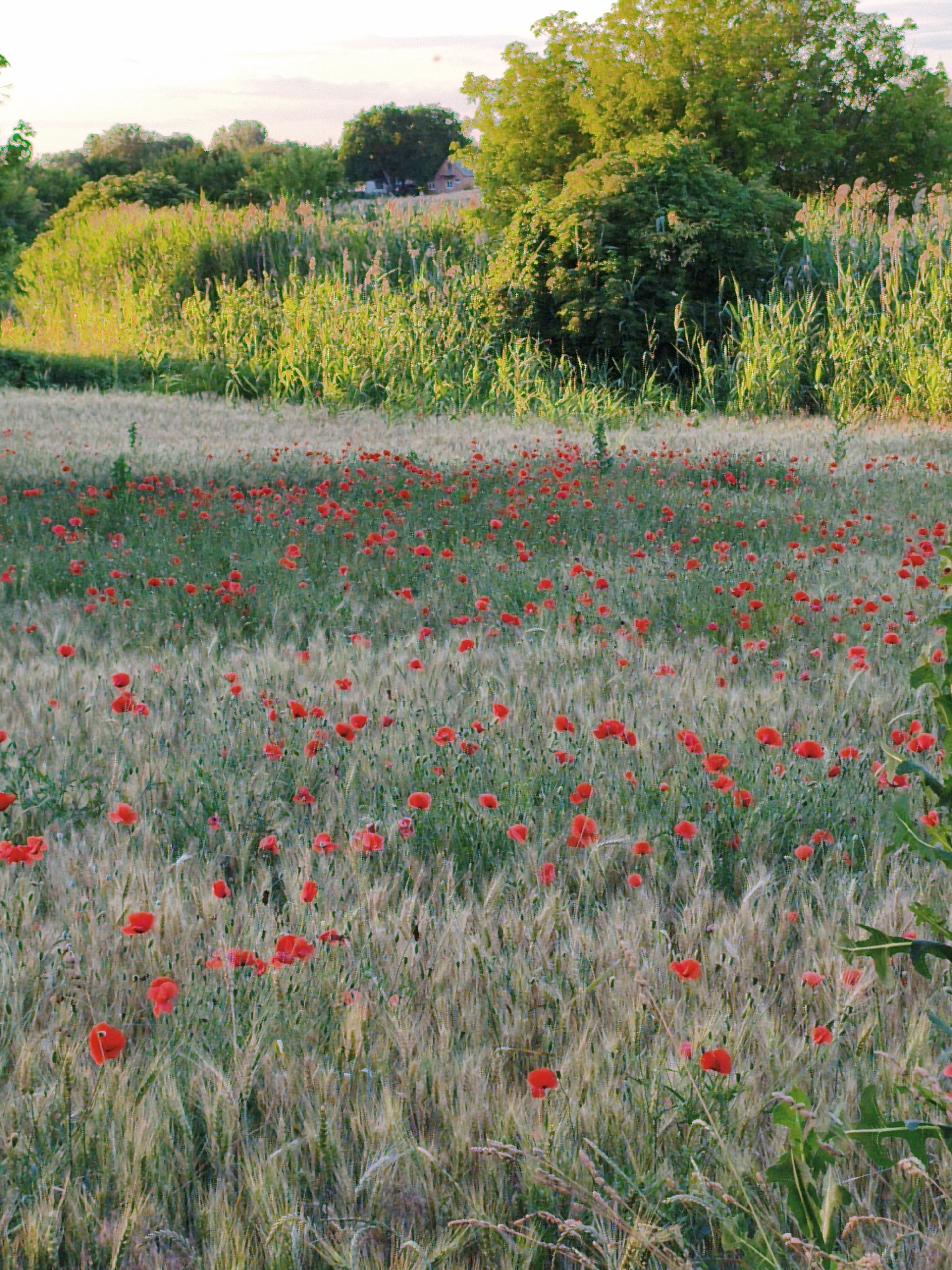This is a landscape photograph of a field of poppies and wheat, set against a backdrop of lush green trees and vegetation. The scene captures a rural setting, possibly in Ustyvytsia, Ukraine. The time of day appears to be late afternoon or early evening, as indicated by the soft, warm light illuminating the field and the sky, which is a pale, hazy pastel. The weather seems calm and pleasant.
The primary subjects are the vibrant red poppies scattered amongst the golden wheat stalks. The poppies stand out as bright, bold splashes of color against the more muted tones of the field. The wheat appears mature, with its stalks reaching upwards, suggesting a late spring or summer season. In the background, a dense line of trees forms a natural border, with taller reeds or grasses flanking them. The overall impression is one of natural beauty and tranquility. There is no visible text in the image. The scene evokes a sense of peace and the simple beauty of nature.