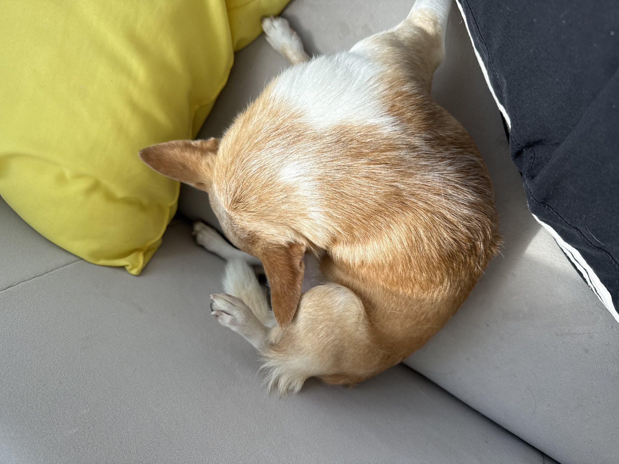 A tan and white chihuahua is curled up on a gray sofa. The dog's head is near a yellow pillow, and its tail is near a black pillow with a white stripe. The location is Unknown, Unknown.