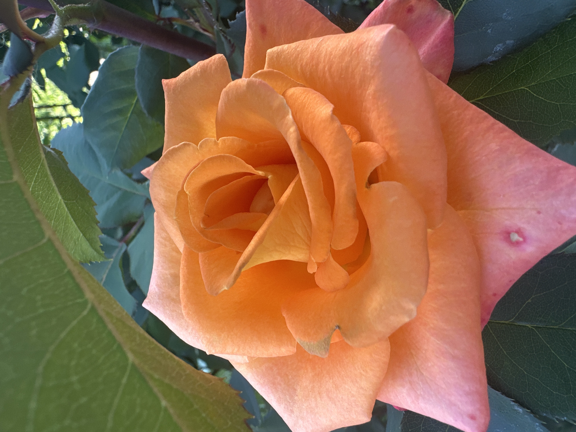 A close-up, eye-level, vertical shot features an orange rose in full bloom. The rose's petals are a gradient of vibrant orange in the center, transitioning to a softer peach and pink towards the outer edges. The petals are tightly curled and layered, showcasing intricate textures and soft curves. Dark green rose leaves and a thorny stem frame the flower, some of which are slightly out of focus, creating a shallow depth of field. Sunlight illuminates the rose, highlighting its delicate form and rich color. The background is a blur of green foliage and dappled sunlight, suggesting an outdoor garden setting. There is no indication of human presence or any specific location within the city of Balakleia, Ukraine.