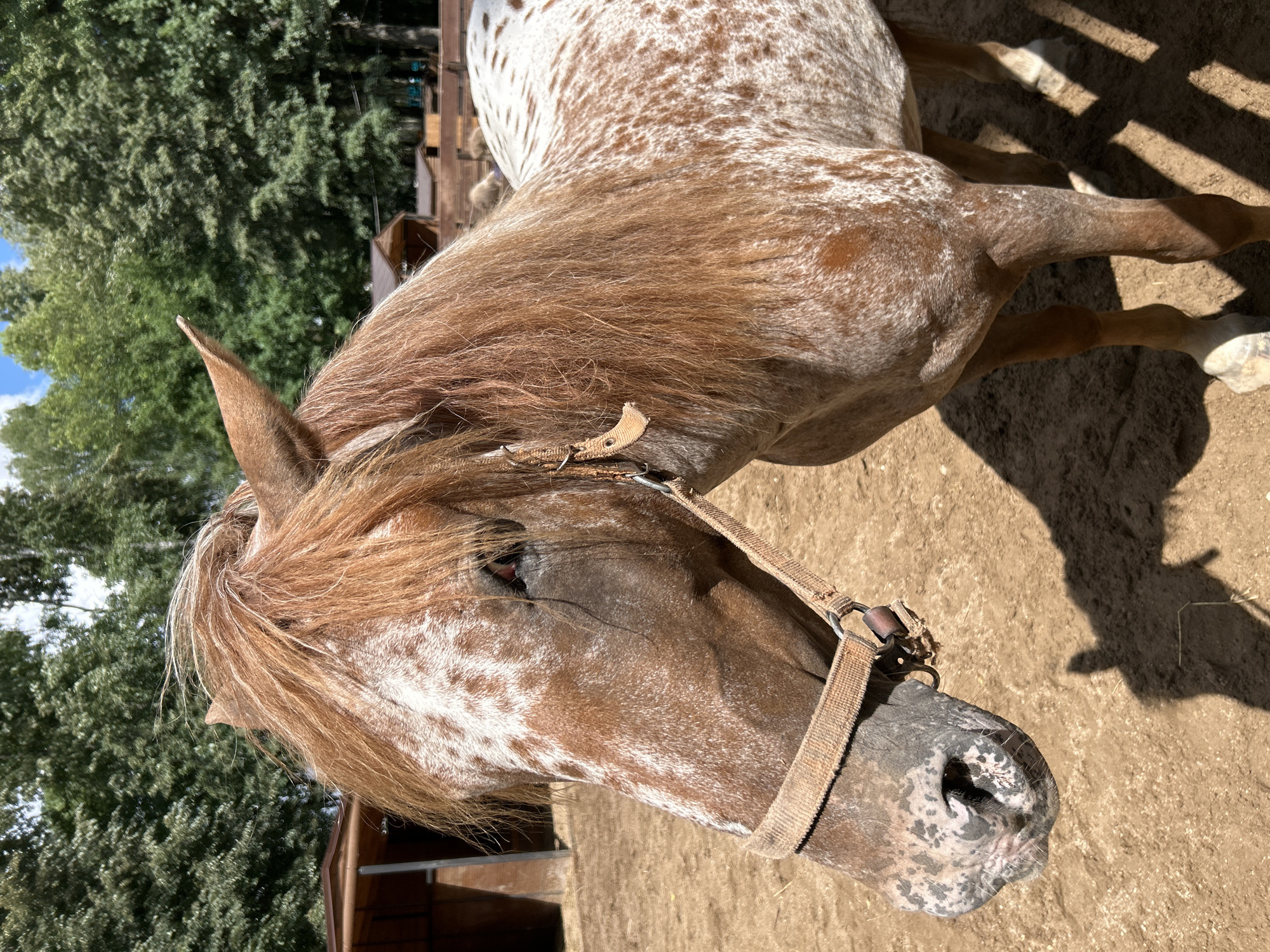 The image shows a close-up of a horse's head and upper body, outdoors. The horse is brown and white spotted with a long, light brown mane. It is wearing a light brown halter. The horse is standing on a dirt ground, with some straw scattered around. In the background, there are trees and wooden structures, possibly stables or fences. The scene appears to be set in a rural or equestrian environment, consistent with a location like a stable or riding school in Vnukovo, Russia. The lighting suggests it is daytime, with bright sunlight creating shadows. There are no people visible in the image.