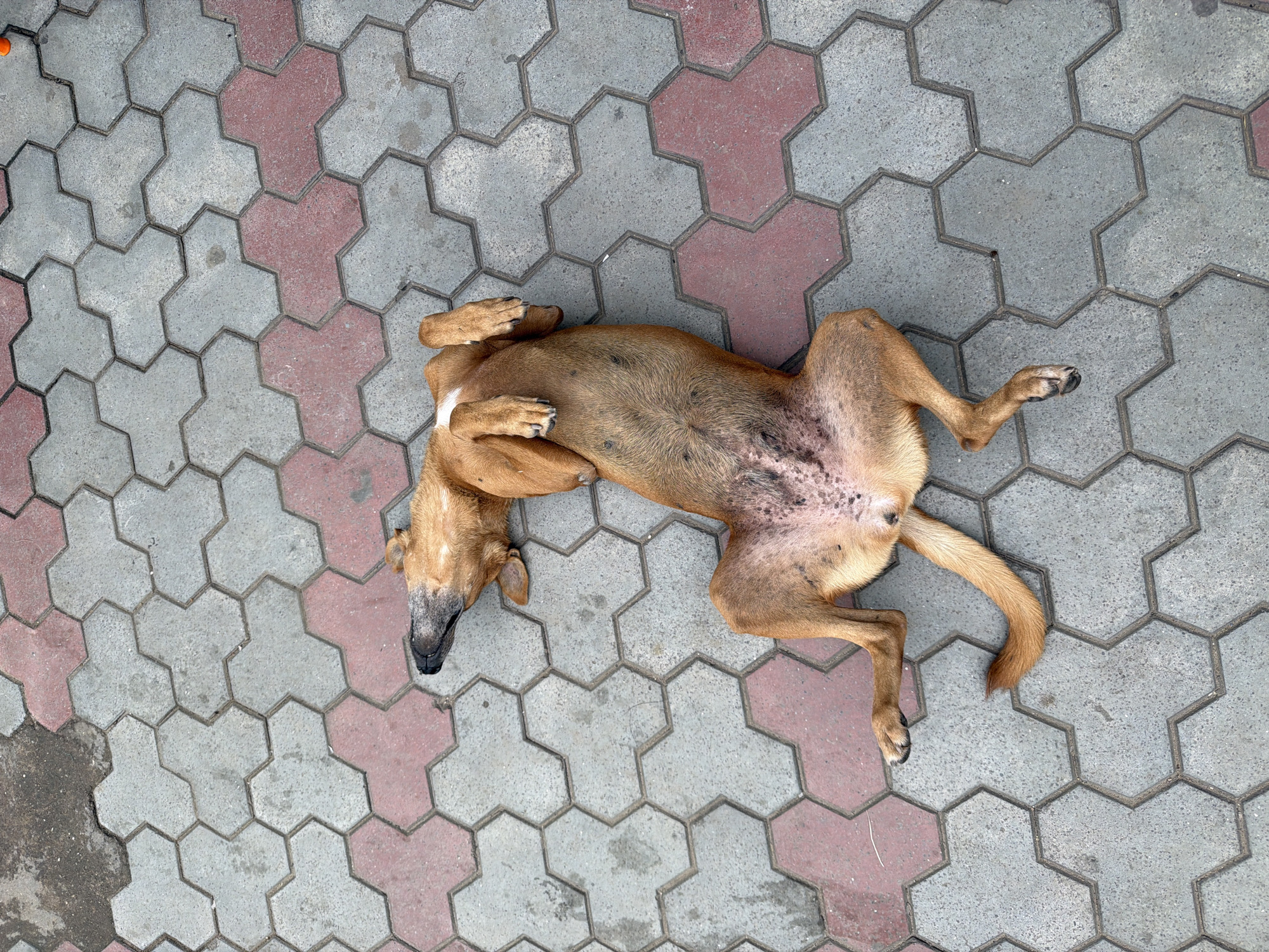 An emaciated, brown stray dog lies on its back on a textured red and gray interlocking paver sidewalk. The dog's eyes are closed, and its legs are splayed upwards. The dog's fur is sparse in places, revealing irritated skin. The surrounding area is a sidewalk, common in cities like Chandigarh, India. The lighting suggests it is daytime. There are no people or other animals visible in the frame.