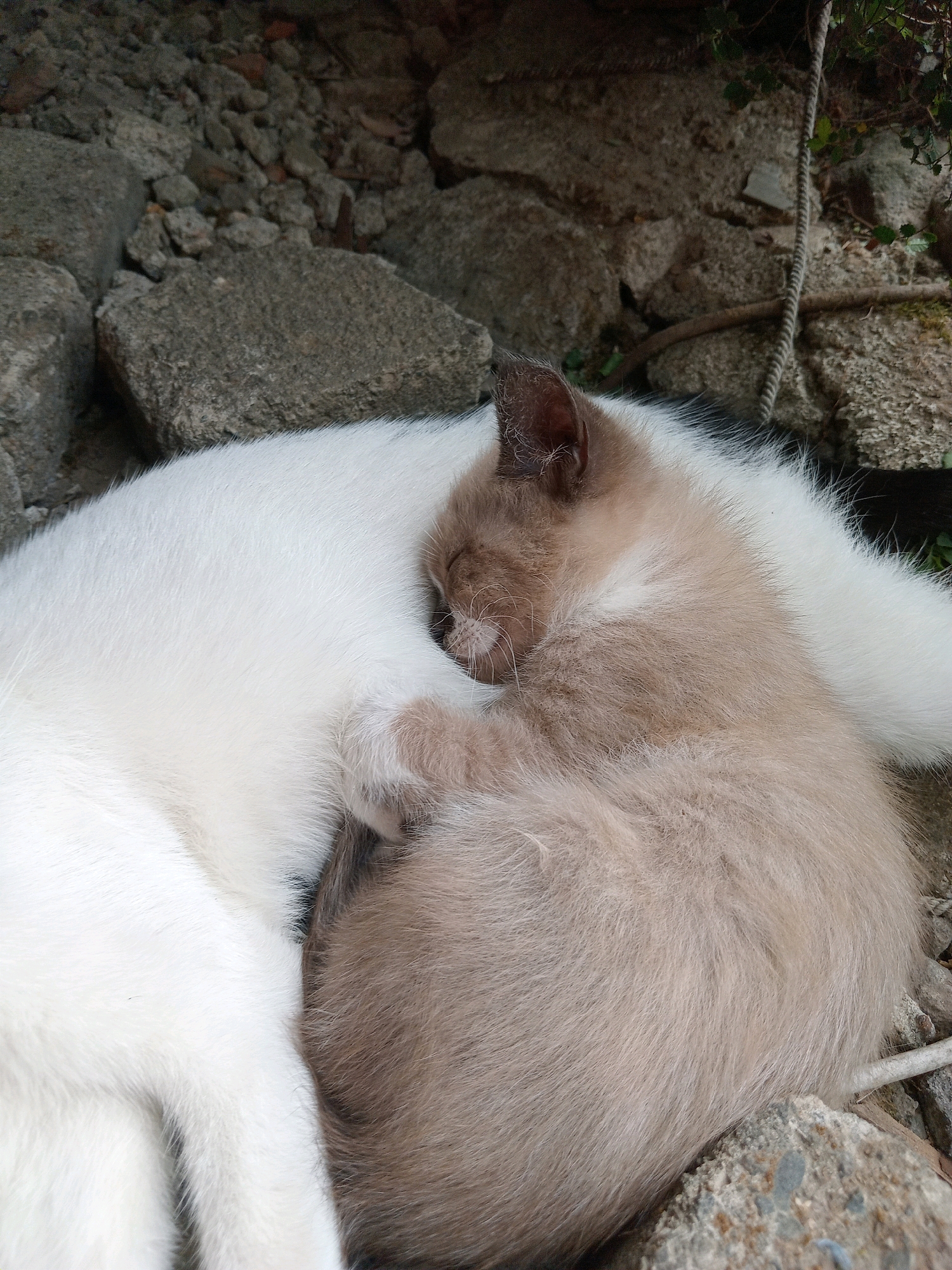 A light brown kitten is sleeping, curled up against a larger white cat. The kitten's face is buried in the white cat's fur, and one of its paws is resting on the white cat. They are lying on the ground, surrounded by rough stones and some greenery. The image appears to be taken outdoors, possibly in a rustic or natural setting. There is no indication of human presence or activity in Claket, Indonesia.