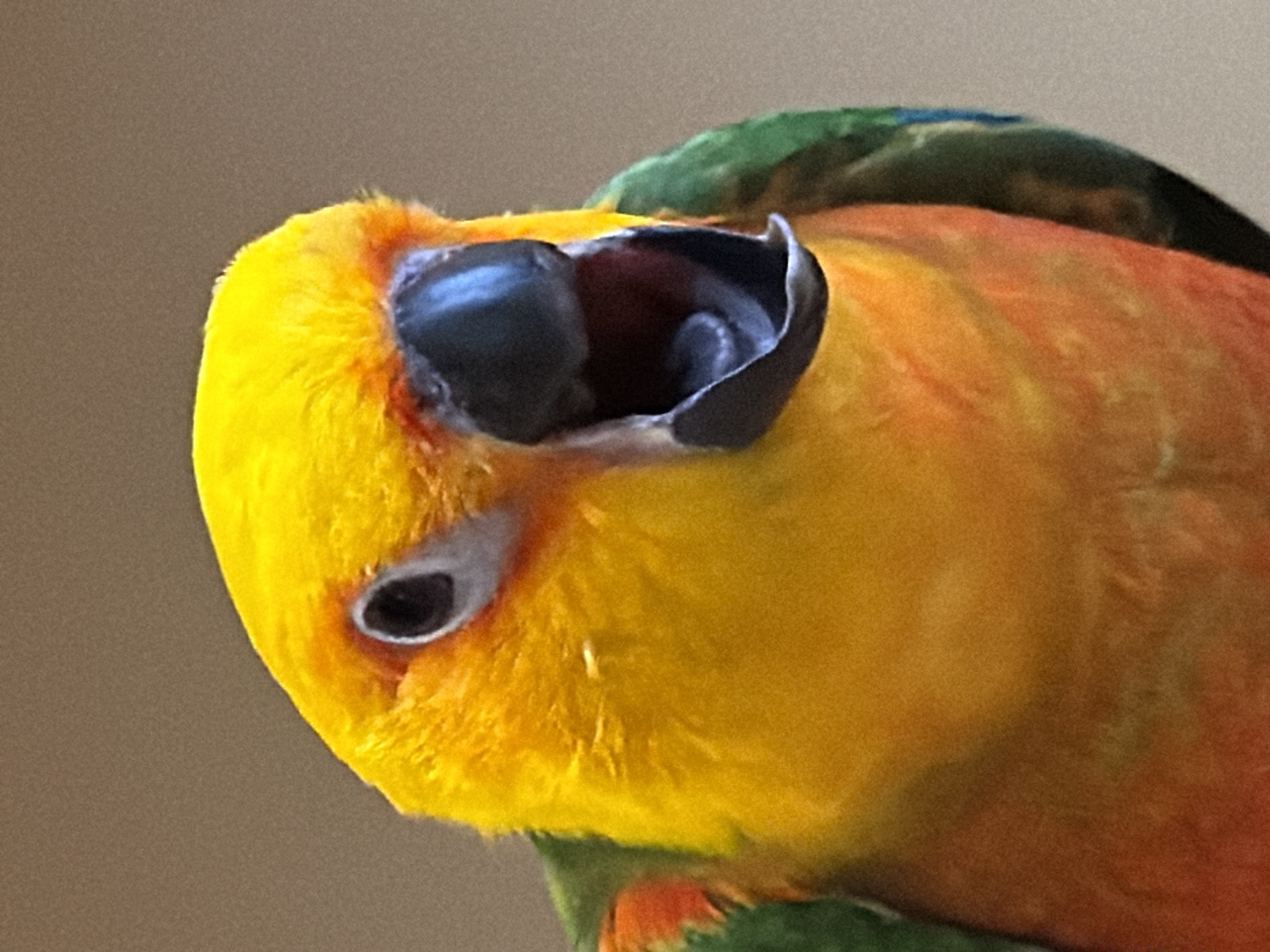 A close-up, eye-level shot shows the head and upper body of a vibrant Sun Conure parrot. The parrot's head is predominantly bright yellow, with touches of orange around its face and a dark beak that is open, revealing a dark red interior. Its eye is dark and round, with a lighter colored ring around it. Green feathers are visible on its wing and shoulder, blending into orange and red plumage on its chest. The background is a plain, neutral brown. The image does not depict any location in the city of Khimki, Russia, nor does it show any people, actions, or interactions.