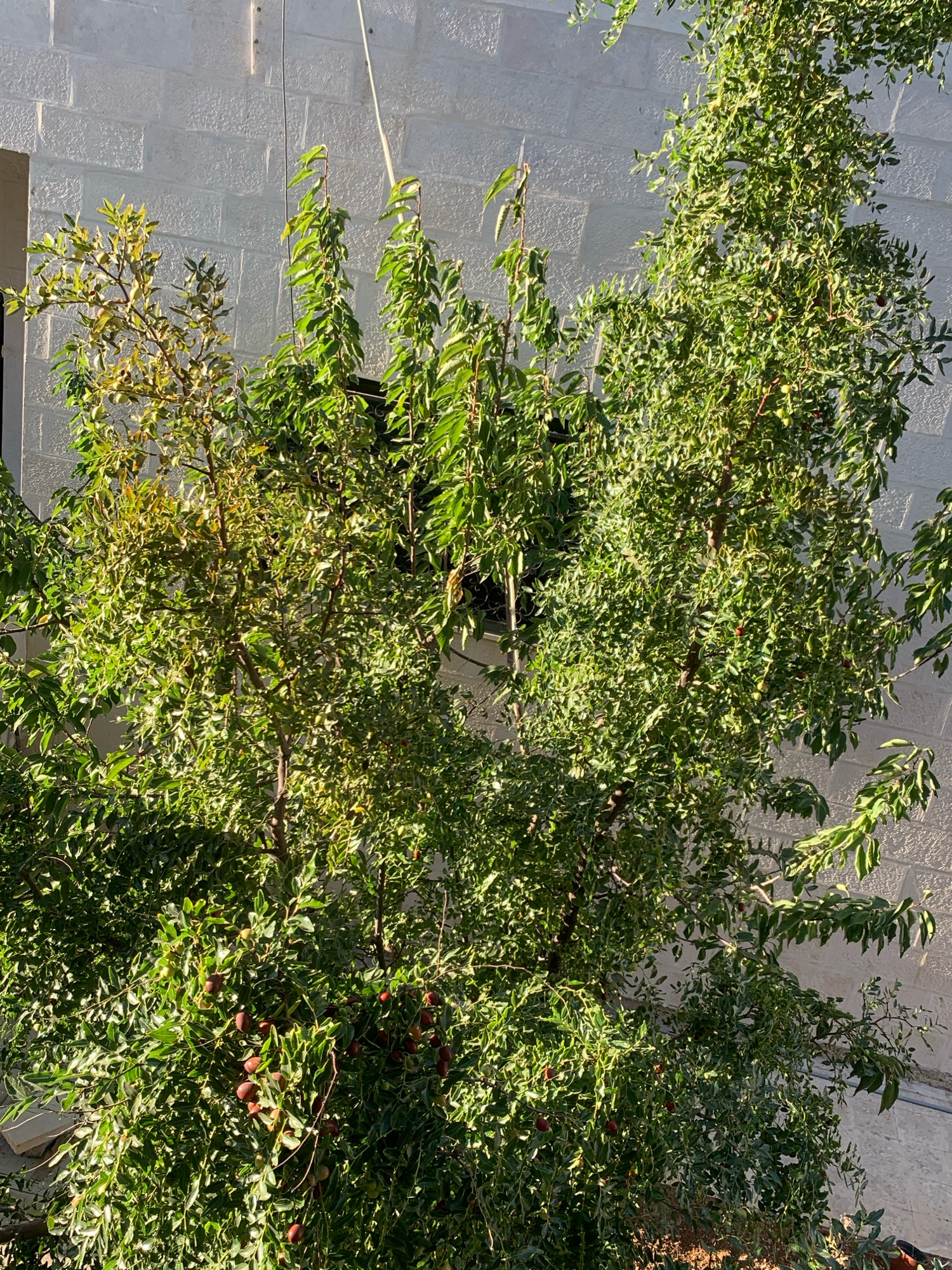 This is a medium shot of a jujube tree, laden with ripening fruit, situated in front of a textured white brick wall. The tree's branches are dense with green leaves and interspersed with numerous oval-shaped fruits, some appearing red and others a lighter green or yellowish hue. The sunlight casts shadows across the foliage and the wall, indicating a bright, outdoor setting. A white cable is visible running vertically against the wall, partially obscured by the tree. The overall scene suggests a residential or garden area within the city of Al-Jubaiha, Jordan.