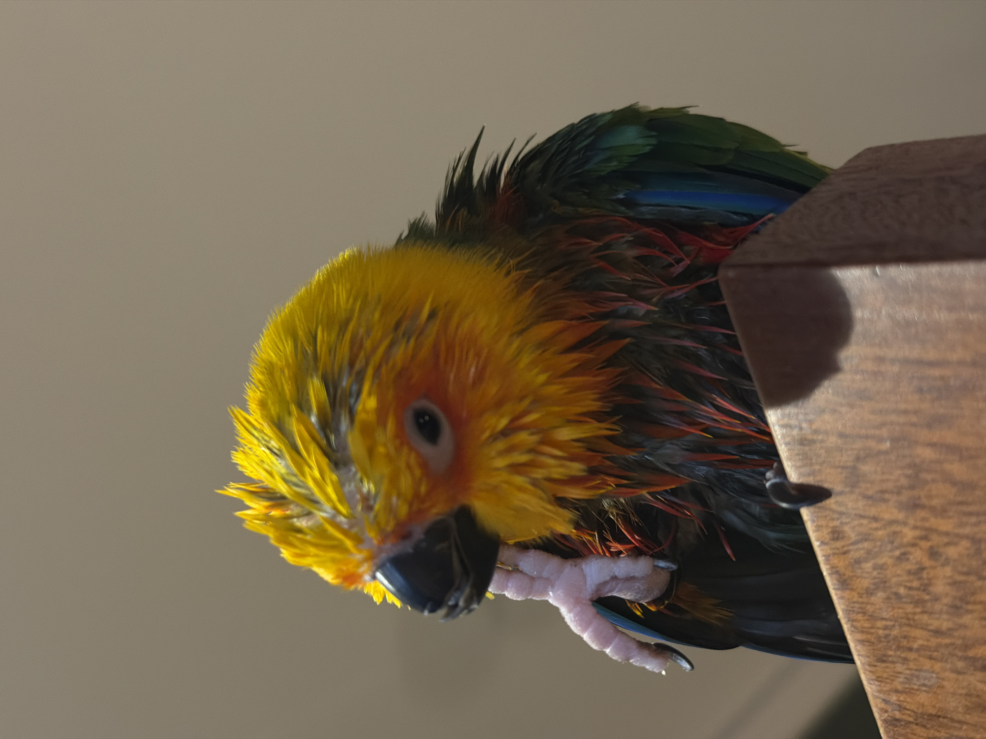 A close-up, low-angle shot features a colorful bird, possibly a parrot, perched on a wooden structure. The bird has a yellow head, with feathers that appear wet, and a black beak. Its body displays a mix of colors, including green, blue, and red. The wooden structure is brown and appears to be a part of a larger object, possibly a piece of furniture. The background is a uniform light gray. There is no evidence to suggest that this image was taken in Khimki, Russia.