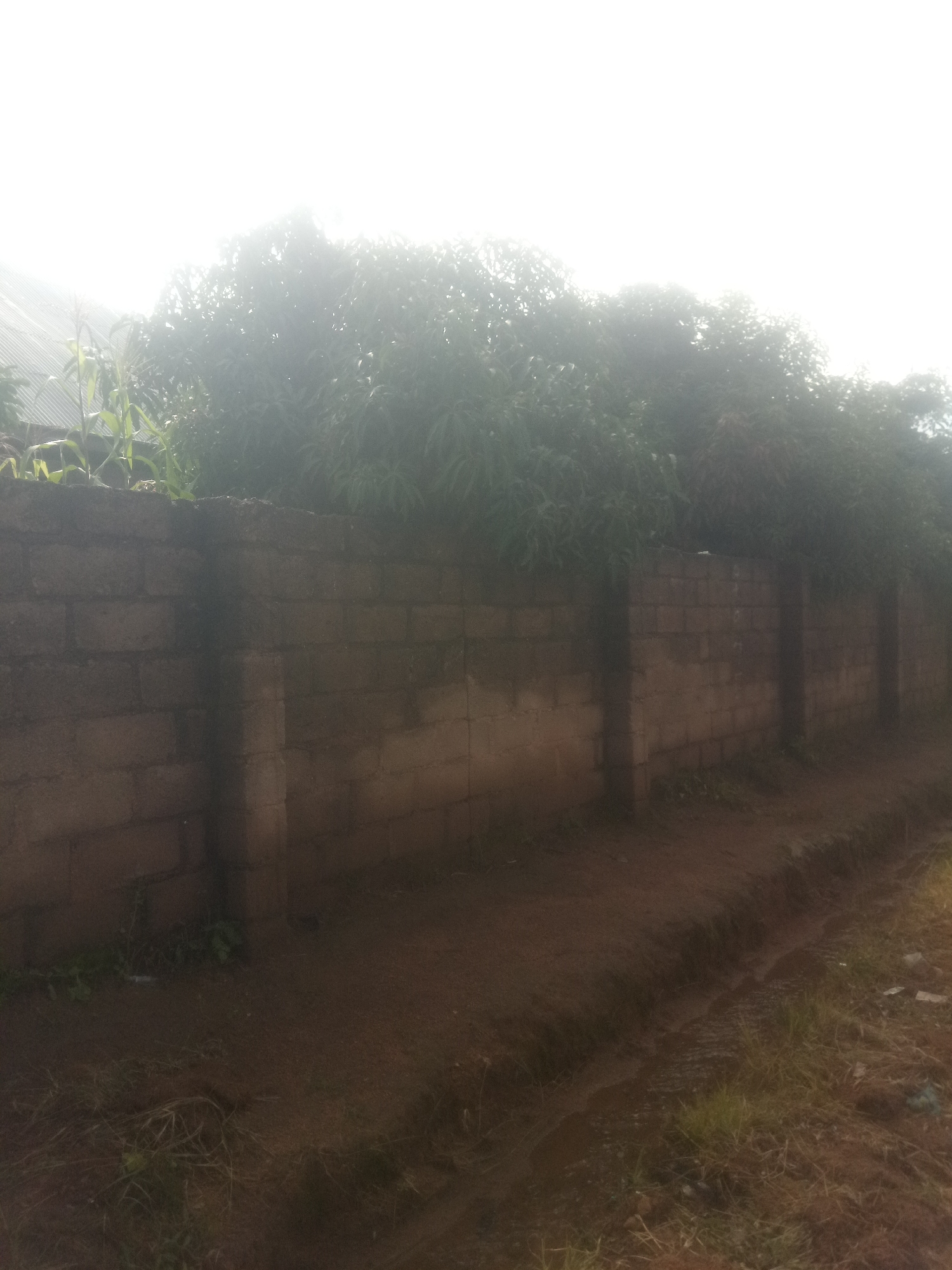 The image depicts a low-angle, wide shot of a brick wall and its surroundings. The wall, constructed from rough-hewn, rectangular bricks, stretches horizontally across the frame, with several supporting pillars visible at intervals. Above the wall, dense green foliage from trees or bushes obscures much of the sky, which is heavily overcast and bright, suggesting a hazy or foggy condition. To the left of the wall, a portion of what appears to be a corrugated metal roof is visible, peeking out from behind some tall, green stalks, possibly corn plants. The ground in front of the wall is a reddish-brown, dirt path with sparse patches of dry grass and some low-lying vegetation. A shallow ditch or channel runs along the edge of the path, indicating the possibility of recent water flow or drainage. The overall scene is naturalistic and appears to be an outdoor, potentially rural or semi-urban environment. There are no people or animals present in the image.