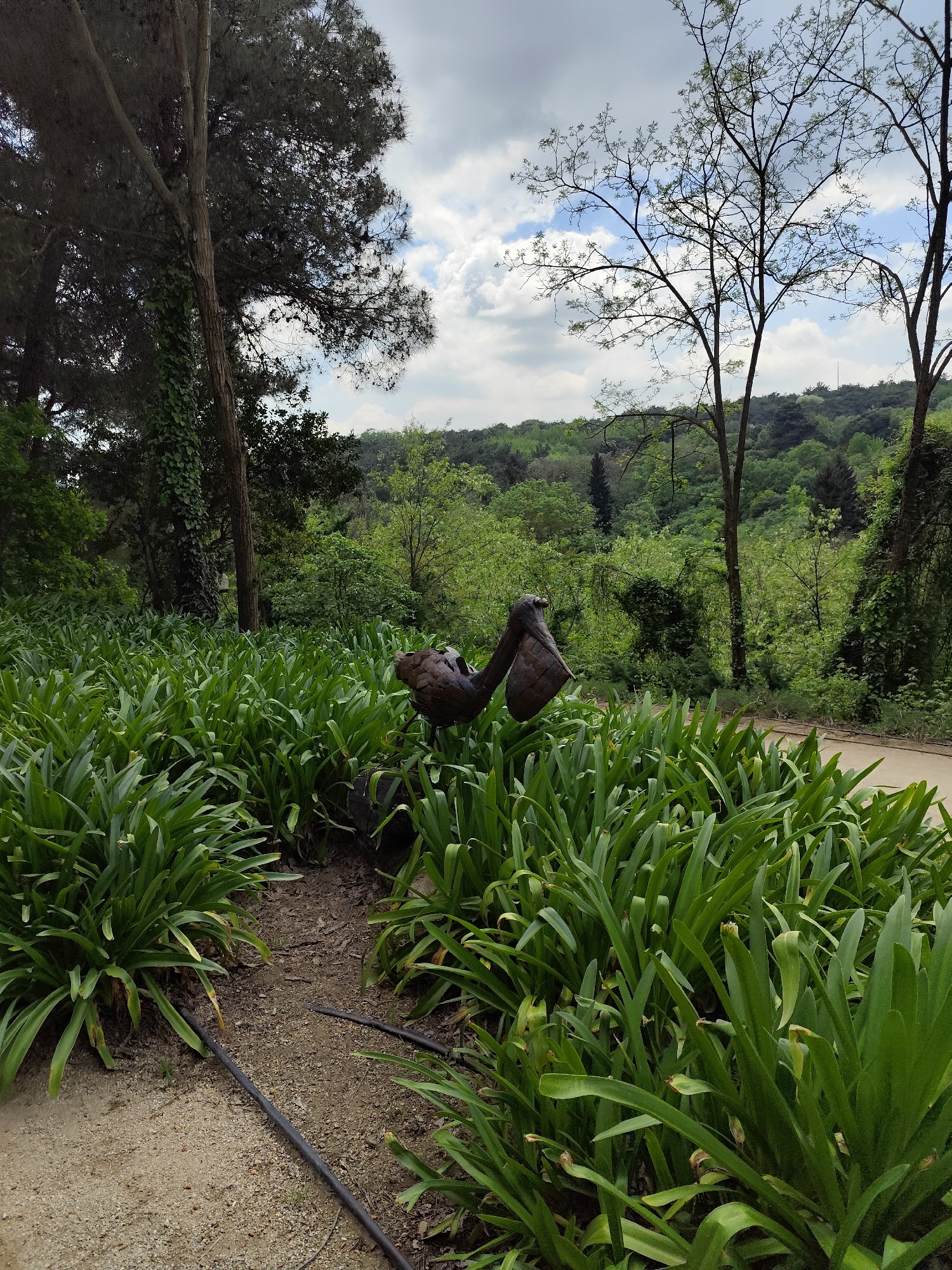 The image depicts a park scene in Sarıyer, Turkey. In the foreground, there's a dense bed of Agapanthus plants. A metal sculpture of a pelican sits amongst these plants. A narrow dirt path cuts through the plants, and black irrigation pipes are visible on the path. The background features a wooded area with a variety of trees and green foliage, extending to the horizon. The sky is overcast with scattered clouds. The lighting appears natural and diffused.