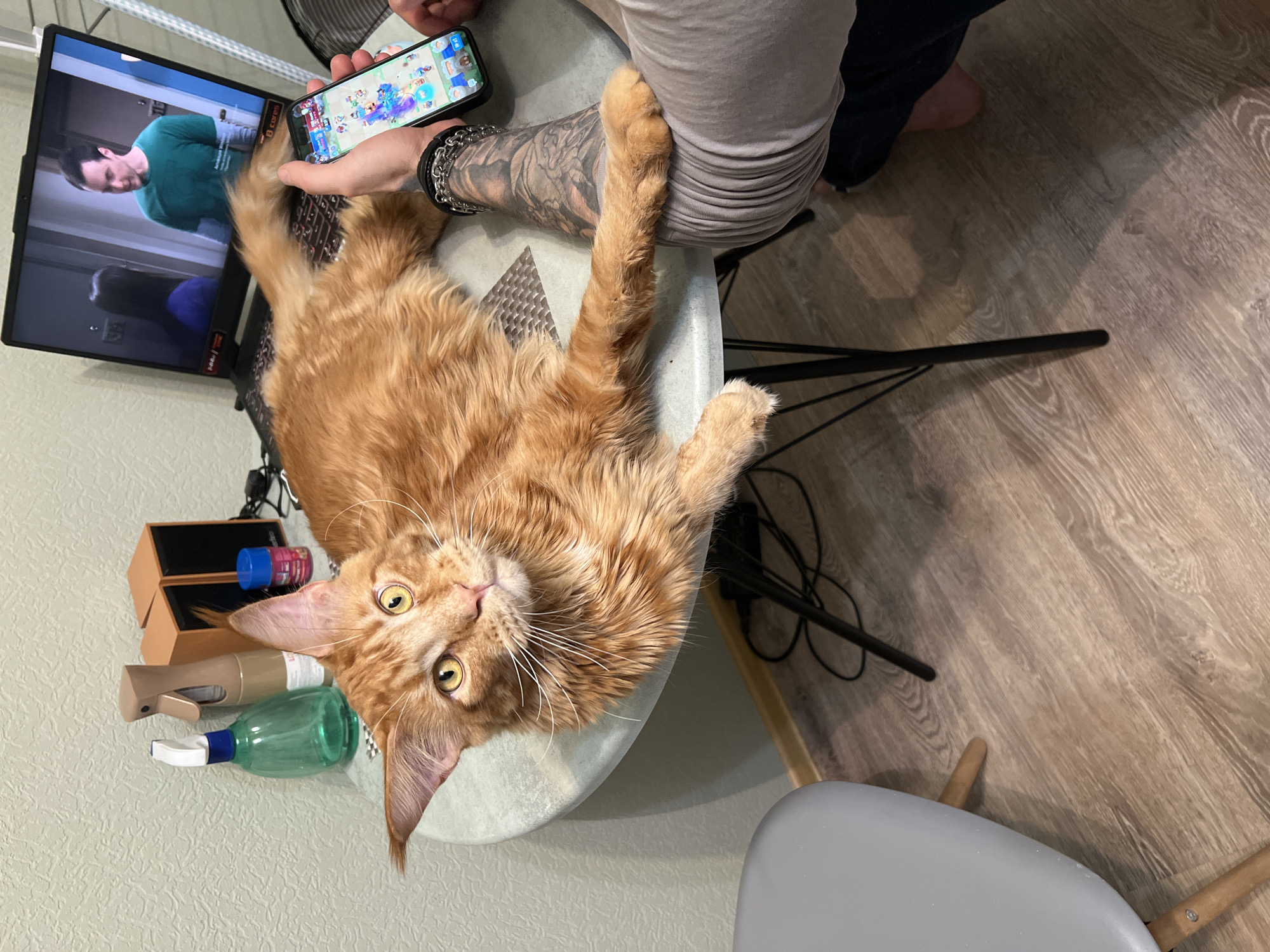 A person with tattooed arms is sitting at a small, round table next to a laptop and a cellphone while an orange tabby cat lies on the table, looking at the camera. Two spray bottles and a small wooden box are on the table as well. The table is in a room with light-colored walls and wood flooring. The location cannot be determined based on the provided information.