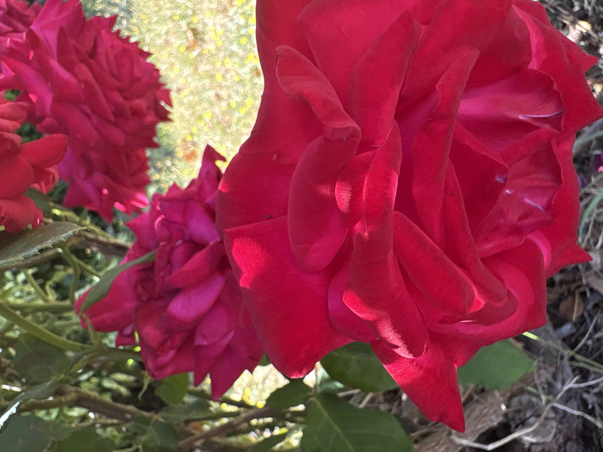 The image is a close-up shot of several red roses in bloom. The focus is on the petals of the roses, which are a deep, vibrant red with some areas appearing darker due to shadows and folds. The texture of the petals is soft and velvety, with subtle variations in color and light reflection. In the background, the foliage of the rose bush is visible, along with some out-of-focus green leaves and branches. The ground beneath the roses appears to be covered with dry leaves and soil. The lighting suggests it is daytime, likely with bright sunlight casting shadows on the petals. There is no discernible activity or event taking place, as the image is a still life of the flowers. The location is not specified, but the presence of roses and natural foliage suggests an outdoor garden setting. There is no visible text in the image.