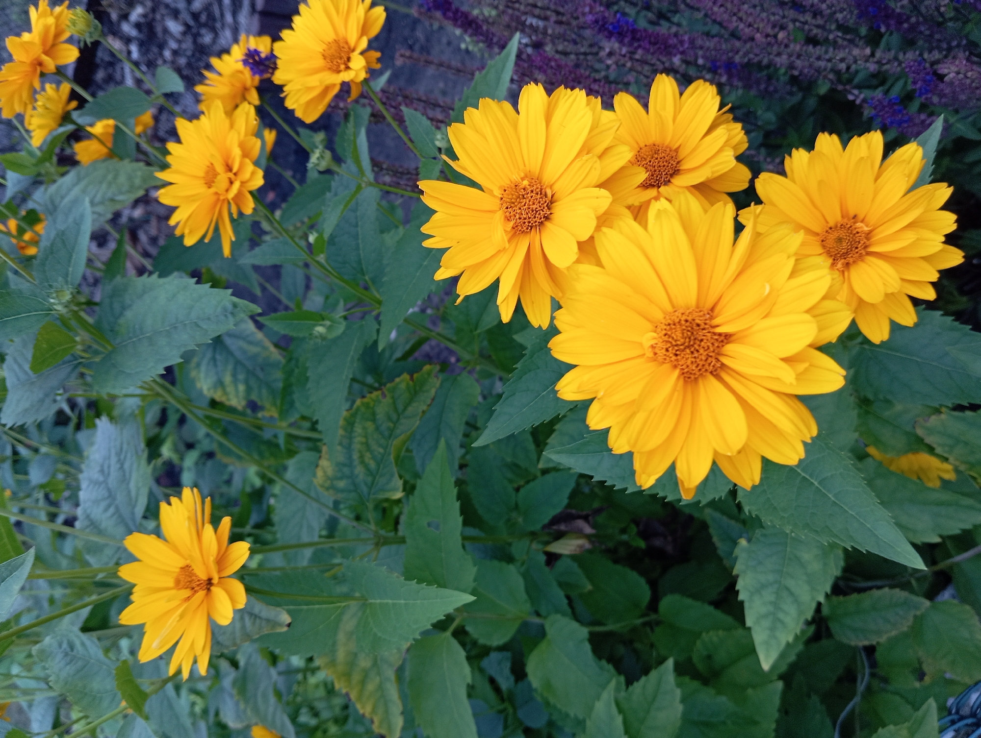 The image depicts a close-up view of several bright yellow flowers, likely Heliopsis, with their distinctive daisy-like petals and orange-brown centers. The flowers are in various stages of bloom, with some fully open and others still developing. They are surrounded by lush green foliage, and in the background, there is a blur of dark purple flowers, possibly lavender. The lighting suggests it is daytime, with soft sunlight illuminating the scene. The image was taken in Białystok, Poland, specifically in a garden or park setting, as indicated by the presence of cultivated flowers and foliage. There are no people or animals visible in the image, and no specific actions or interactions are taking place. The overall impression is one of natural beauty and tranquility.