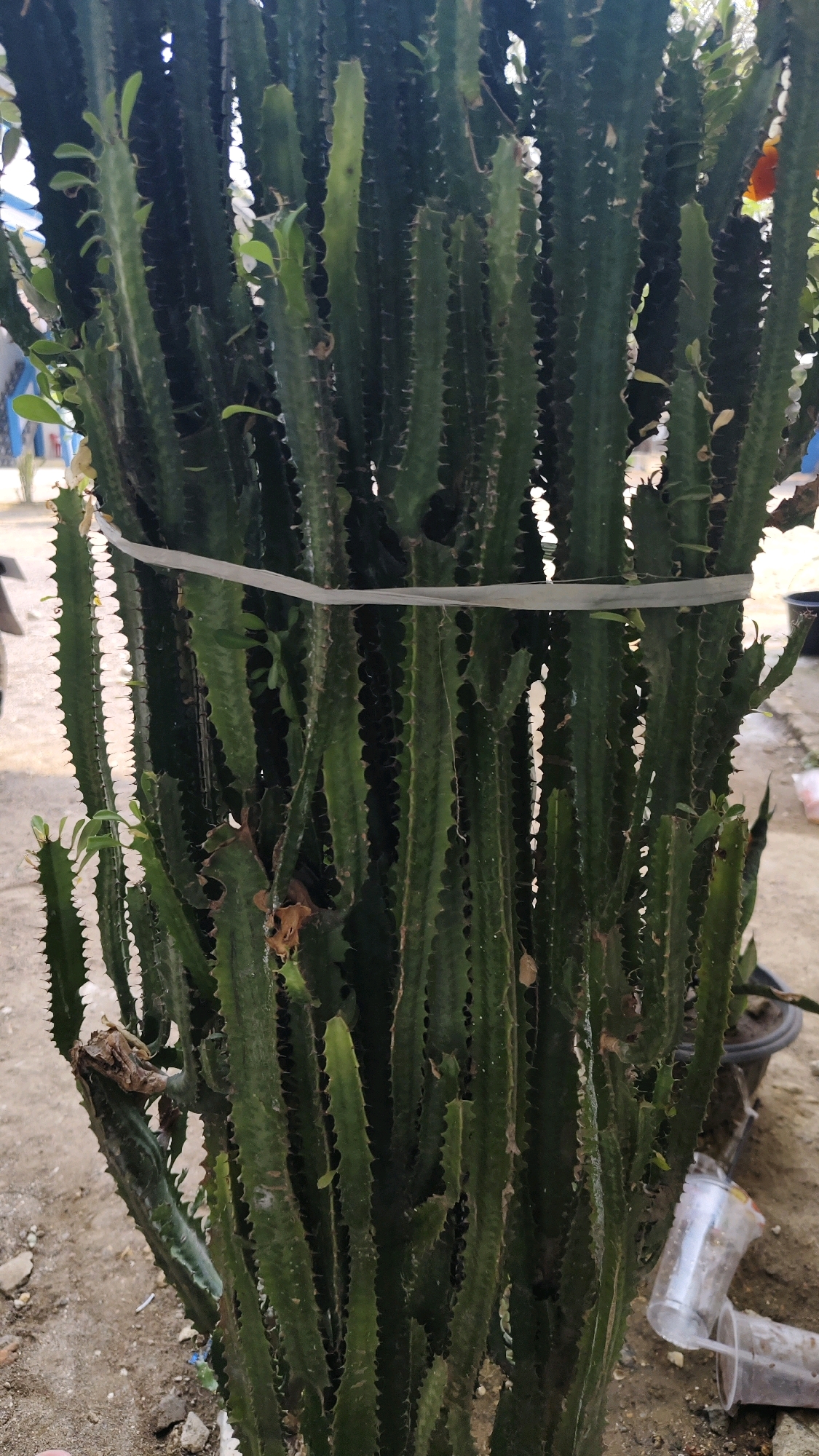A tall, dense euphorbia cactus plant stands in an outdoor setting. The cactus has numerous upright, segmented stems with sharp spines along their edges. A white plastic tie wraps around the central portion of the plant. The ground beneath the cactus is composed of dirt, small stones, and scattered debris, including two clear plastic cups. In the background, parts of a blue structure and some greenery are visible. The scene appears to be in Pangpajung, Indonesia.