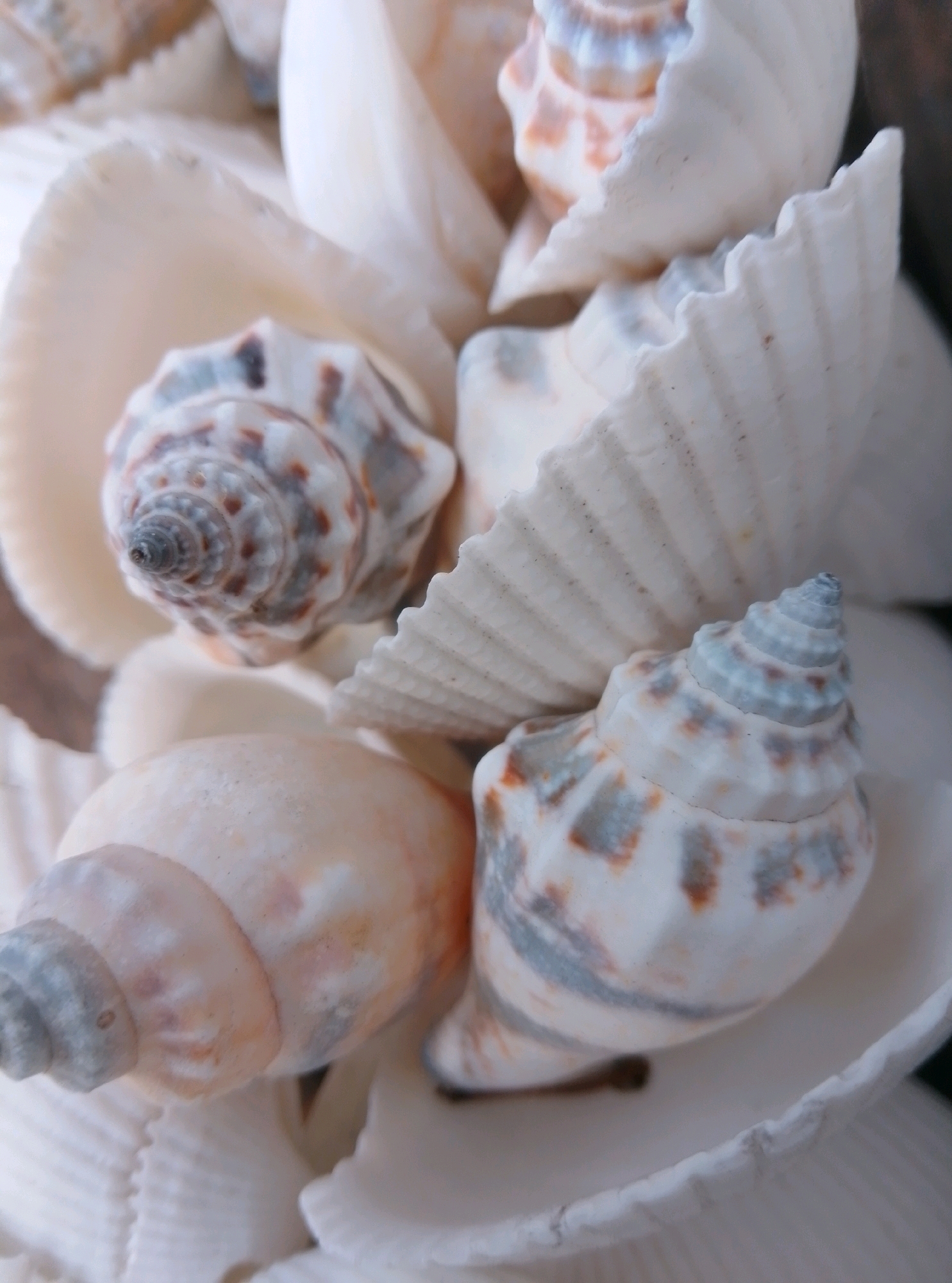 The image is a close-up, overhead shot of a collection of various seashells. The shells are primarily white, with some showing subtle pink, orange, and greyish-blue patterns. The textures range from smooth and pearlescent to ridged and corrugated. Some shells are whole and intact, while others appear to be broken or fragmented, revealing layered structures. The lighting is soft and diffused, creating a gentle, almost ethereal atmosphere. The focus is sharp on the shells in the foreground and mid-ground, with the background shells slightly blurred, suggesting a shallow depth of field. There are no people or animals visible in the image. The scene is an indoor arrangement of seashells, with no discernible connection to the city of Wedel, Germany, or any specific outdoor environment.