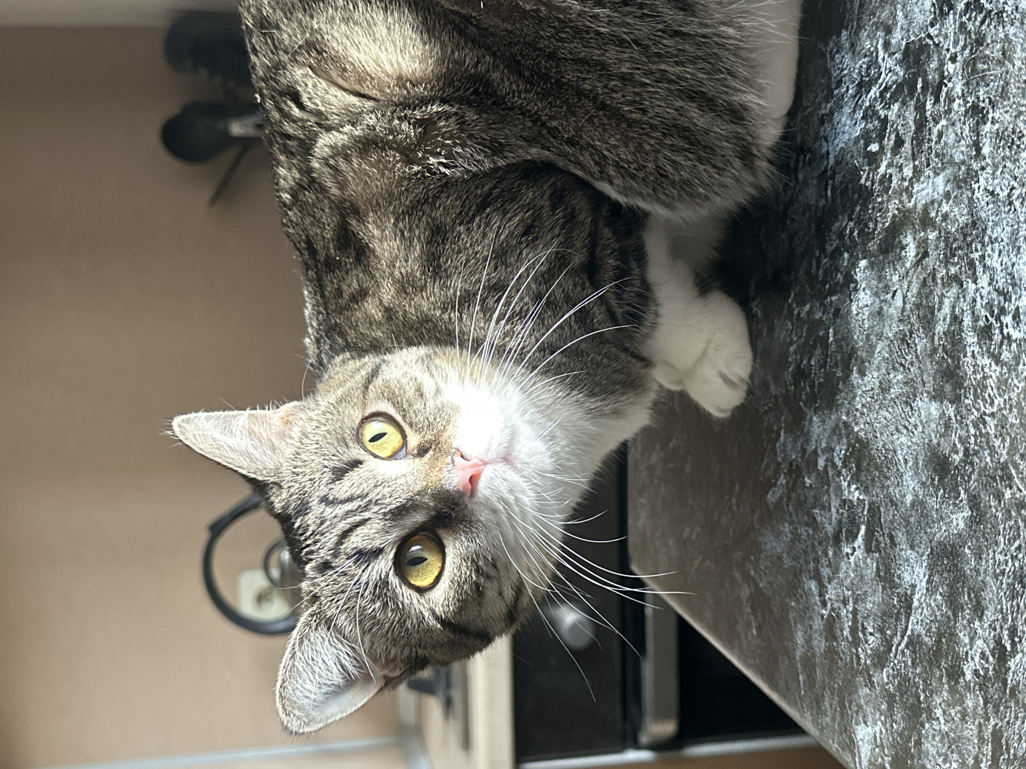 An indoor photograph, taken in Chaikovsky, Russia, features a domestic tabby cat looking directly towards the viewer with an inquisitive gaze. The cat, predominantly gray and white with distinct tabby stripes, has striking green-yellow eyes, a small pink nose, and long, prominent white whiskers. Its head is tilted slightly upwards, suggesting it is observing something or someone above it.
The cat is positioned on a dark, textured surface, likely a kitchen countertop or table. One of its white-socked front paws is visible, resting gently on this surface, while the other is partially obscured. Natural light illuminates the cat, creating highlights on its fur and whiskers, suggesting it is daytime. The background is softly blurred, showing indistinct shapes of household objects, which further establishes the domestic setting. The overall impression is one of a curious and engaging pet within a home environment. No discernible text is visible in the image.