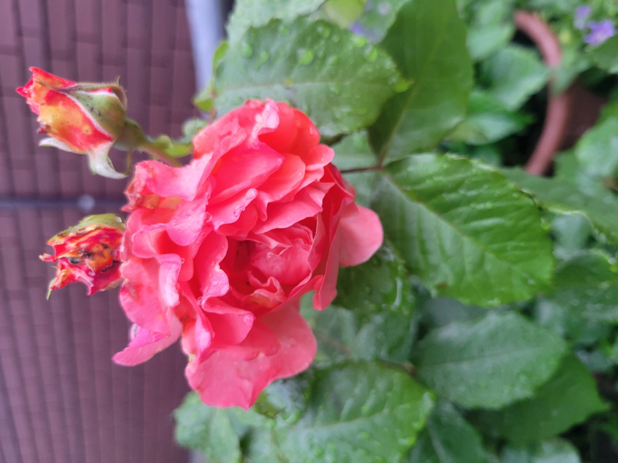 A close-up, eye-level shot captures a vibrant pink rose in bloom, positioned centrally in the frame. The rose petals are ruffled and layered, with a few droplets of water clinging to their surface, suggesting recent rain. To the right and slightly above the main bloom, two rose buds are visible, one partially open with reddish-orange hues, and another closed and red. Lush, dark green leaves surround the rose, also glistening with water droplets. In the background, a muted, brick-patterned wall is visible, with a sliver of a gray, indeterminate structure on the far right. A brown potted plant is partially visible at the bottom right, with hints of purple flowers in the blurry background. The overall scene is one of a garden setting, possibly a backyard or balcony in Belaazyorsk, Belarus.