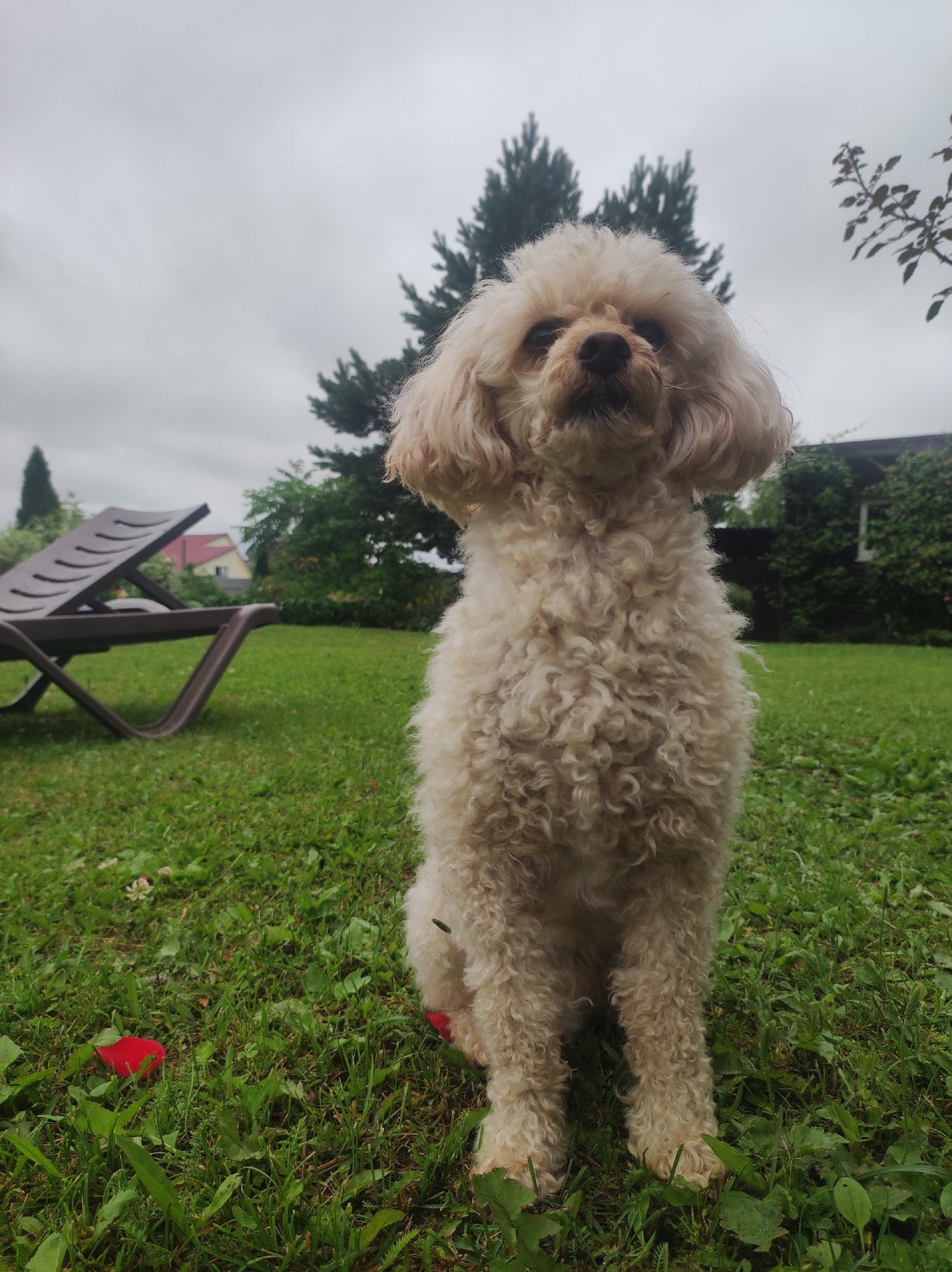 The image depicts a light-colored poodle sitting on a lush green lawn, facing the camera. The poodle has curly fur and is positioned in the center of the frame. In the background, to the left, is a brown plastic lounge chair. Behind the dog and chair, there are trees and greenery, including a house with a red roof. The sky is overcast, suggesting it might be a cloudy or rainy day. The overall setting appears to be a backyard or garden. A bright red object, possibly a rose petal, is visible on the grass in the lower left corner. The image was taken in Фоки, Russia. No visible text is present in the image.