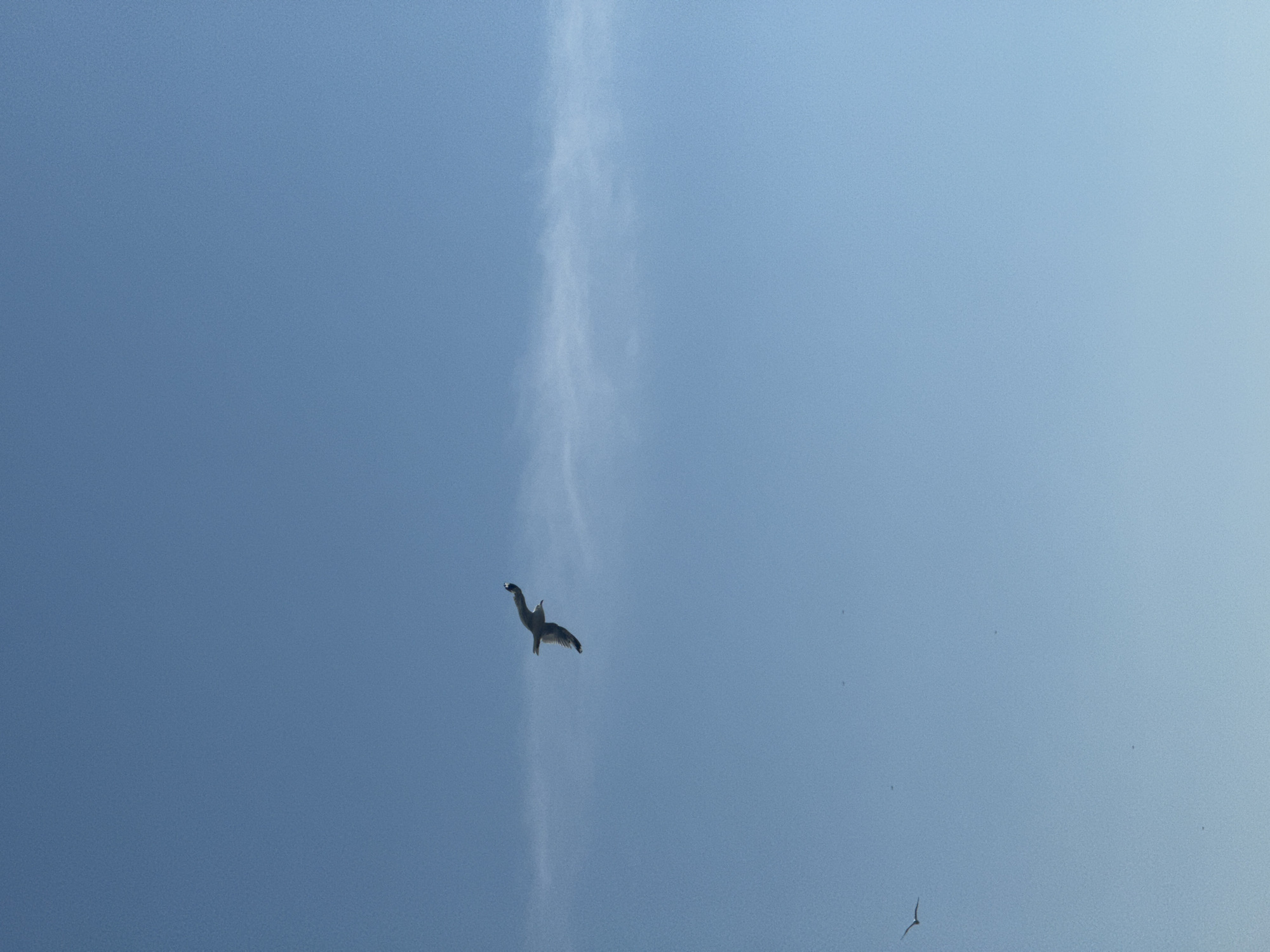 The image shows a clear blue sky with a thin horizontal cloud streak. A bird, appearing to be a seagull, is captured mid-flight in the upper center of the frame, with its wings outstretched. Another, smaller bird is visible in the lower left corner. The scene is devoid of any buildings or landmarks, making it impossible to determine a specific location within Listvyanka, Russia. The overall impression is one of open sky and avian life.