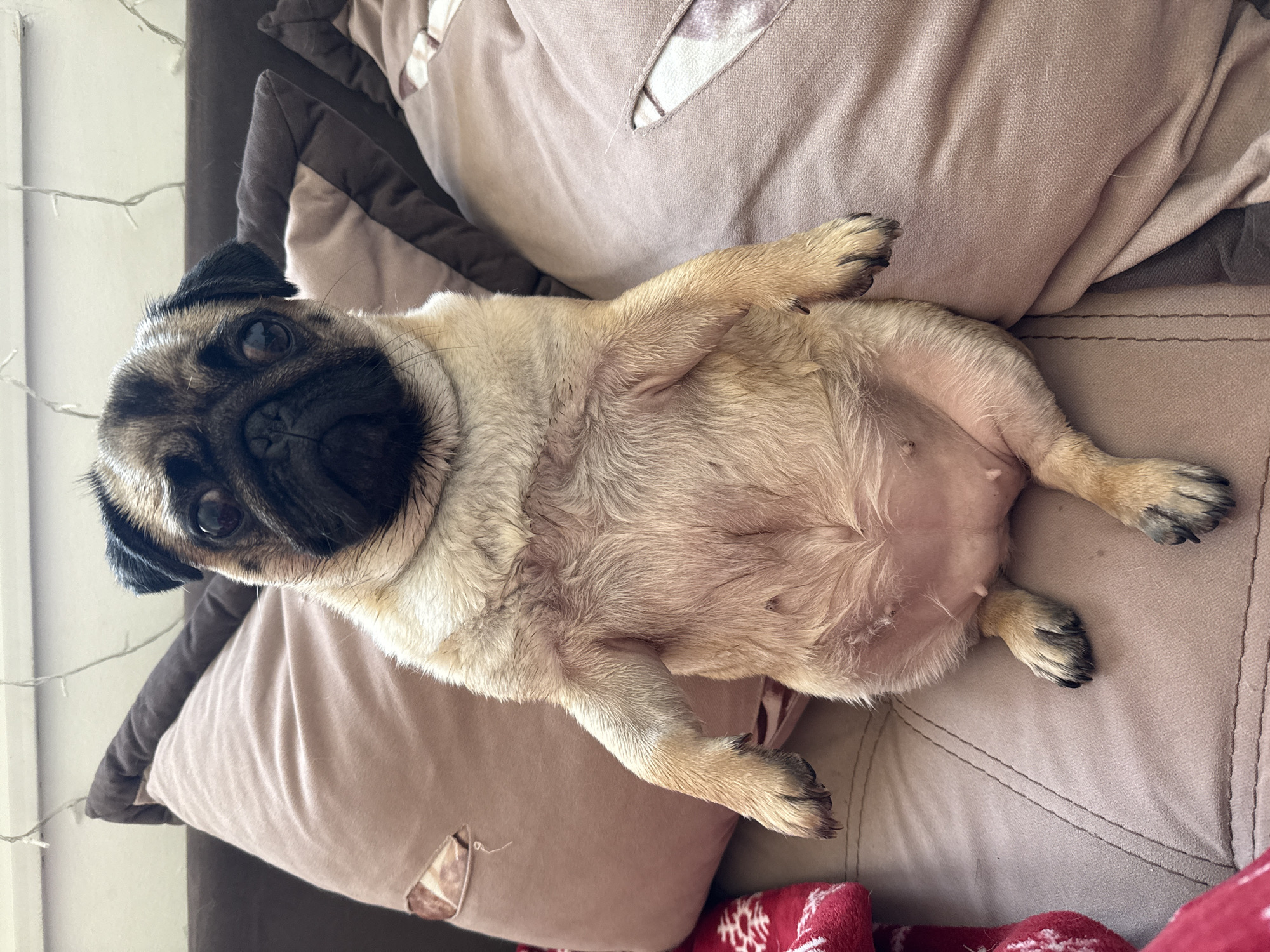A pug dog sits upright on a couch, its front legs extended forward and its hindquarters resting on the cushions. The dog has light brown fur with black markings on its face and ears. Its eyes are wide and dark, and its snout is characteristically flat. The dog's belly is exposed, revealing some pink skin and darker nipples. It appears to be looking directly at the camera. The couch is covered in light brown fabric, with several large, taupe-colored pillows behind the dog. One pillow on the left has a visible tear. String lights are visible along the top edge of the frame, against a white wall. A red and white patterned blanket is partially visible on the far left of the image. The overall setting appears to be a domestic indoor environment.