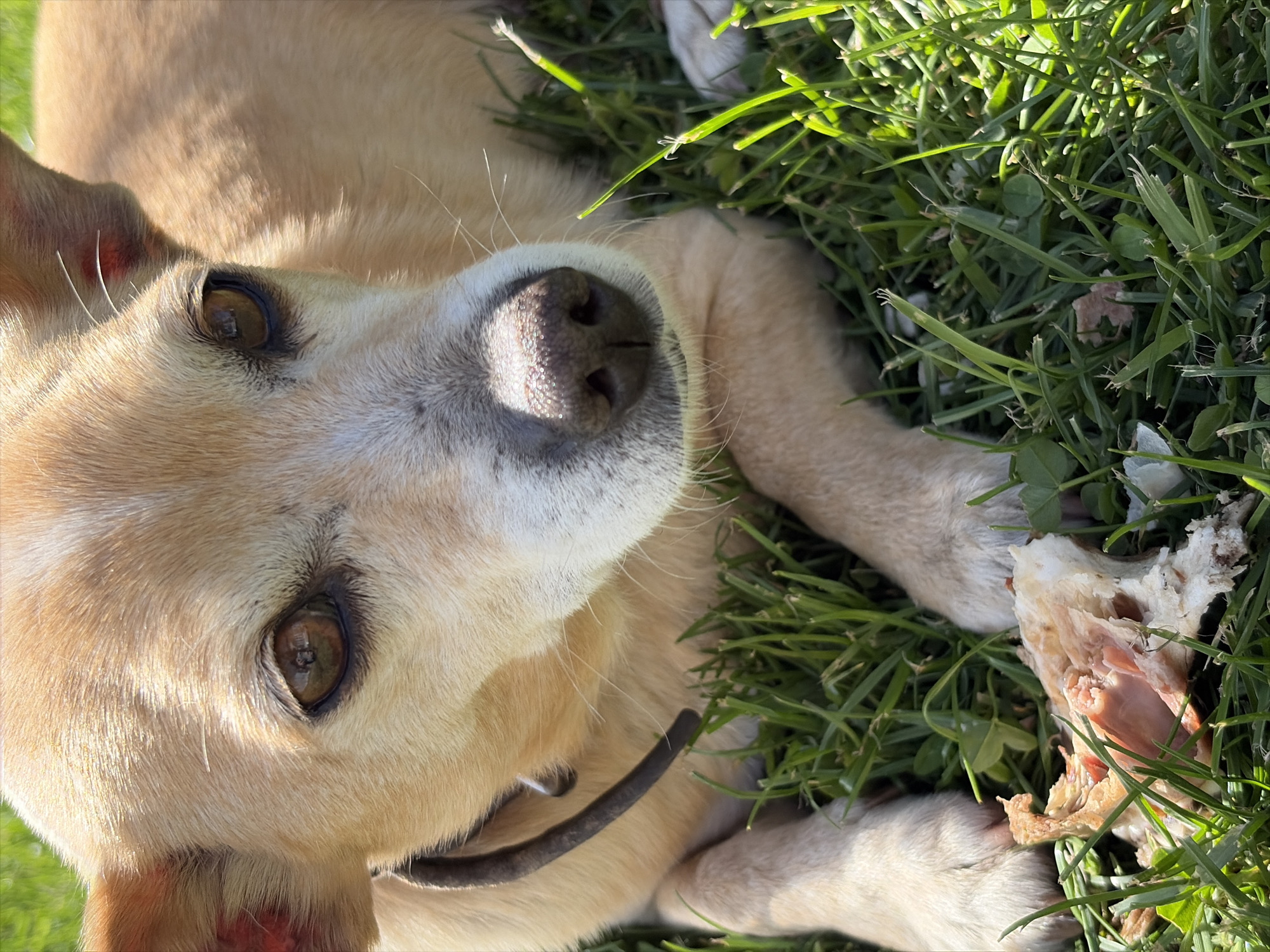 A medium-sized, tan-colored dog lies in green grass outdoors. The dog is lying on its side, looking upwards towards the camera. The dog has a black collar. An object, possibly a bone or meat scrap, lies near the dog.