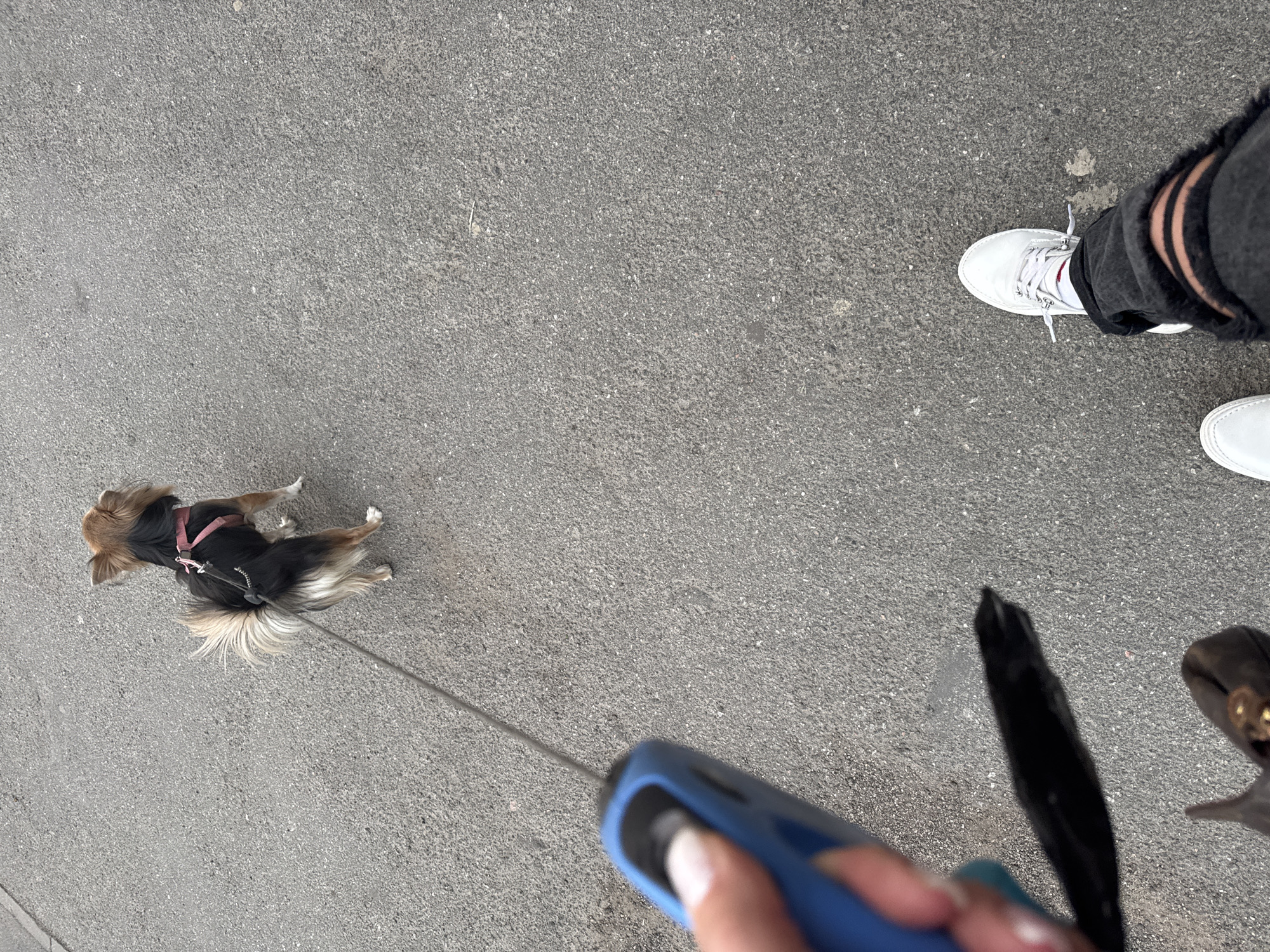 A high-angle, first-person shot captures a person walking a small dog on a grey asphalt surface during the daytime. The person's right foot, clad in a white sneaker, dark sock, and ripped black jeans, is visible on the right side of the frame. Their hand, holding the blue handle of a retractable dog leash, occupies the bottom right corner. A long, thin grey leash extends from the handle towards a small, long-haired dog positioned on the left side of the frame.
The dog has a black body with tan/brown fur on its head, ears, and legs, and a distinctive fluffy, light-colored tail. It is wearing a pink harness. The dog appears to be walking slightly ahead of the person. The ground is a textured grey asphalt, typical of streets or pathways. A blurry black object, possibly a dog waste bag dispenser or part of the leash system, is visible near the person's hand. The bright, even lighting suggests it is daytime. While the provided context states Saint Petersburg, Russia, there are no specific visual cues within the image to identify this location. No text is visible in the media file.