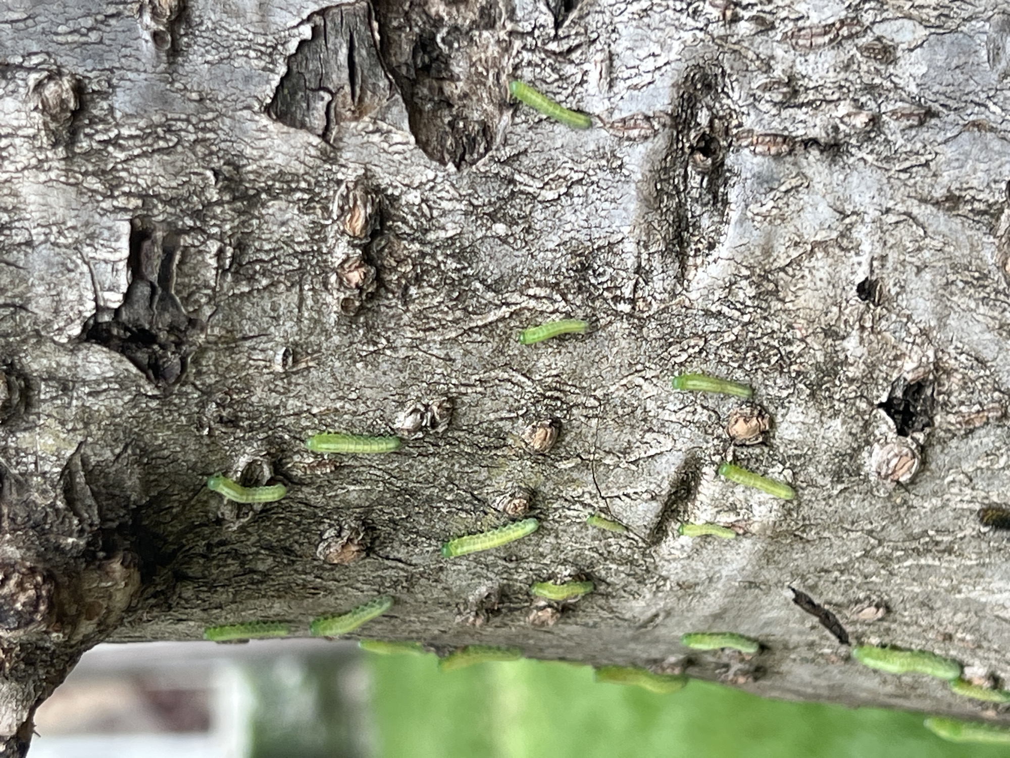 The image shows a tree branch covered in small, pale green caterpillars. The bark of the branch is textured and grey. The background is blurred, showing green foliage. The photo was taken in Tbilisi, Georgia.