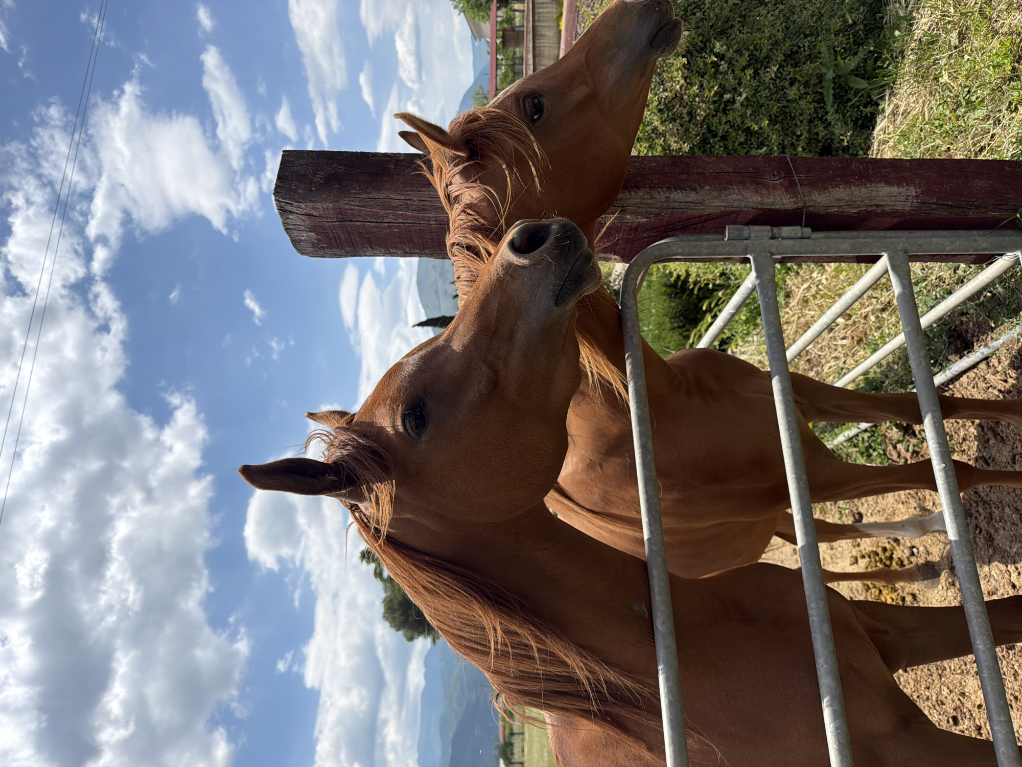 The image features two chestnut-colored horses standing near a weathered wooden fence and a metal gate, under a partly cloudy blue sky. The lower horse is closer to the viewer, its head tilted upwards. The upper horse is partially obscured by the fence. The location is likely in Sala Consilina, Italy, based on the mountainous backdrop and rural setting. The background includes greenery and glimpses of buildings in the distance.