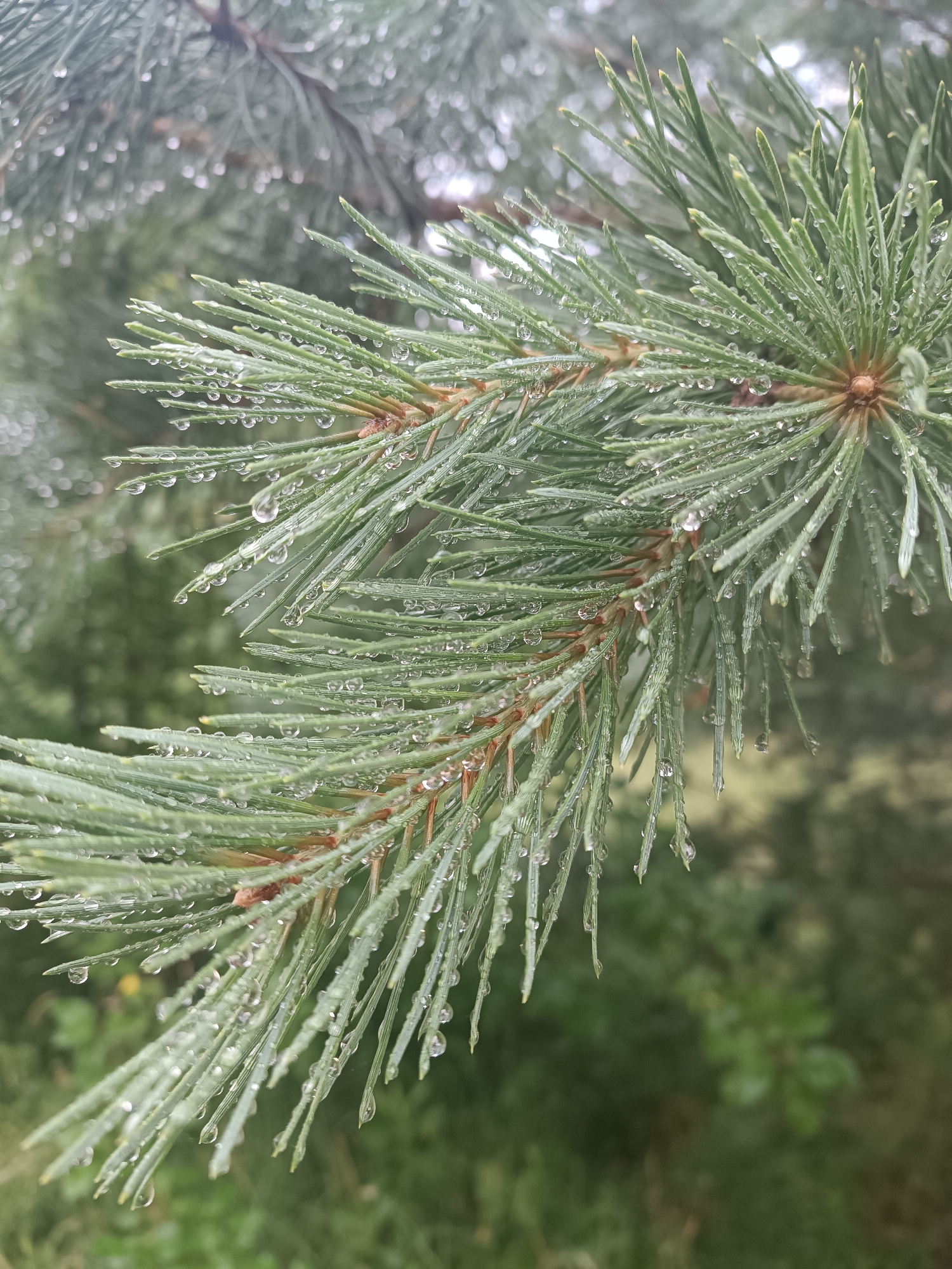 This is a close-up, shallow depth of field photograph of a pine branch after a rainfall. The pine needles are a light green color and are covered with numerous small, clear water droplets, some of which are elongated, suggesting they are about to drip off. The needles are clustered tightly together along the brown stem of the branch. In the background, out-of-focus green foliage creates a soft, blurred backdrop. The lighting is soft and diffused, consistent with overcast or rainy conditions. The image depicts a natural, outdoor scene, likely in a park or forested area within the city of Chaikovsky, Russia, capturing the details of dew or raindrops on evergreen foliage.