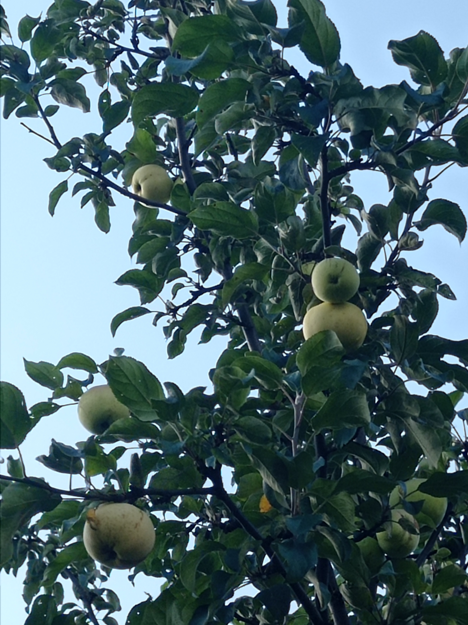 The image is a close-up, low-angle shot of an apple tree laden with green and yellowish apples, set against a clear blue sky. The tree is in full foliage, with dark green leaves obscuring much of the branches. Several apples are visible throughout the frame, varying in ripeness and position. Some apples are partially hidden by leaves, while others are more prominently displayed. The scene appears to be outdoors in a natural setting, likely an orchard or a residential garden. The location is specified as the city of Degtyarsk, Russia. There are no people or animals visible in the image. The overall impression is one of abundant fruit growth on a mature tree.