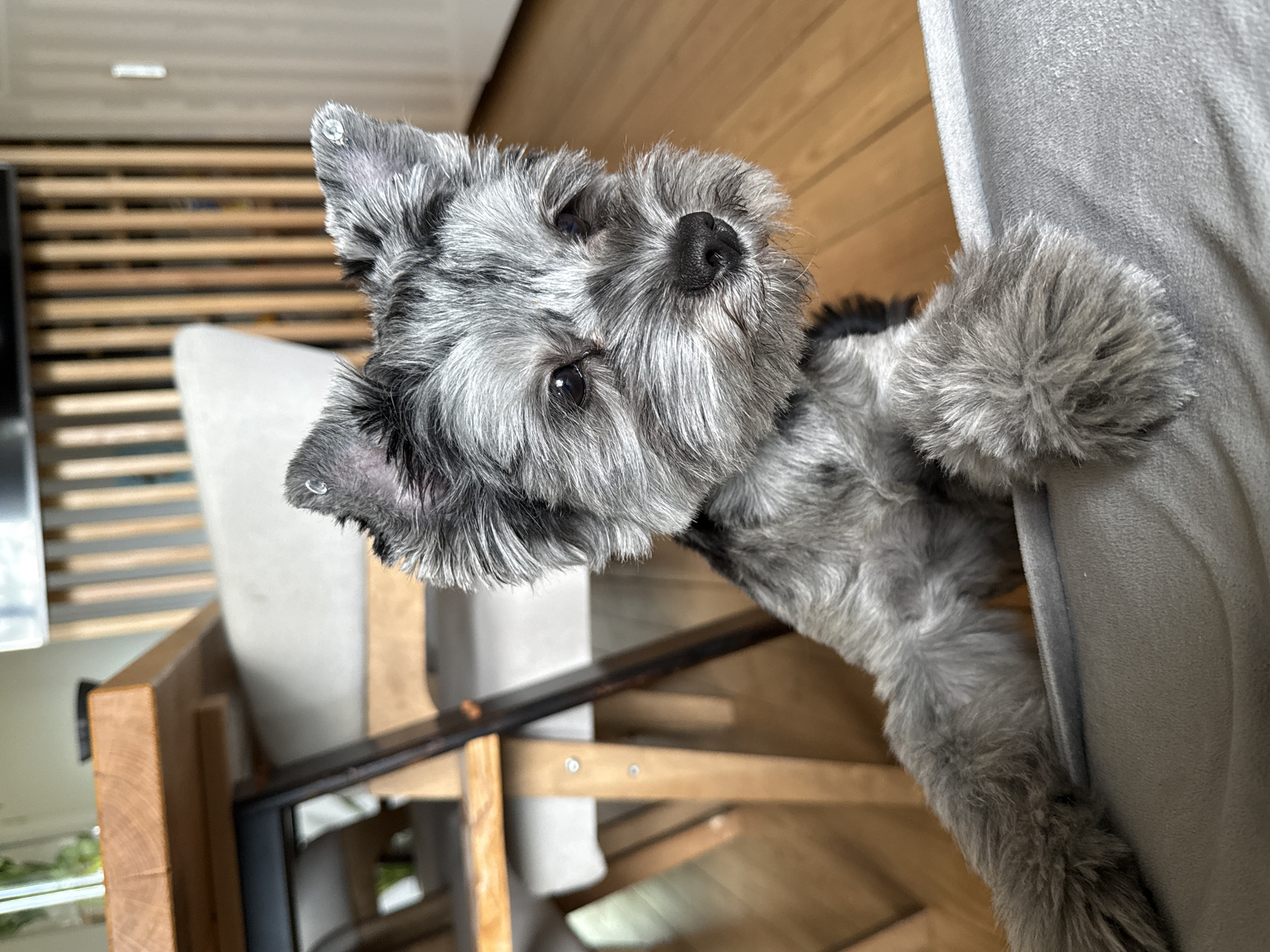 An adorable, small, grey and black dog with bright eyes and a black nose is peeking over a grey cushion in a dimly lit room. The dog has its front paws resting on the cushion, and its ears are adorned with small, sparkling earrings. The background features wooden furniture, a wooden floor, and a vertically slatted wall. The scene suggests a comfortable indoor setting.