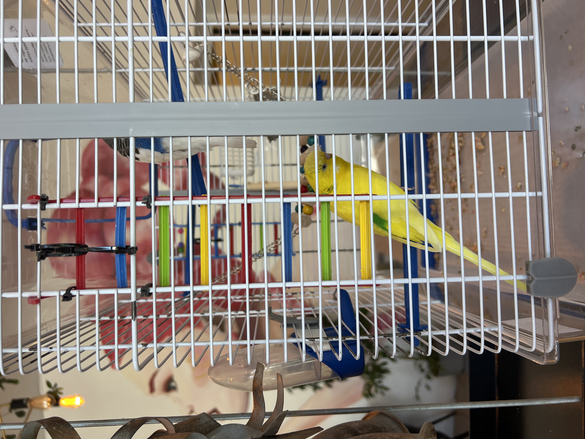 The image shows a budgie cage containing two budgies, one yellow and one white with blue markings. The cage has white bars and several colorful plastic perches. A water dispenser is attached to the side of the cage. The background is blurred but appears to be an indoor setting with a wall featuring a stylized depiction of a woman's face. This image was captured in Odesa, Ukraine.