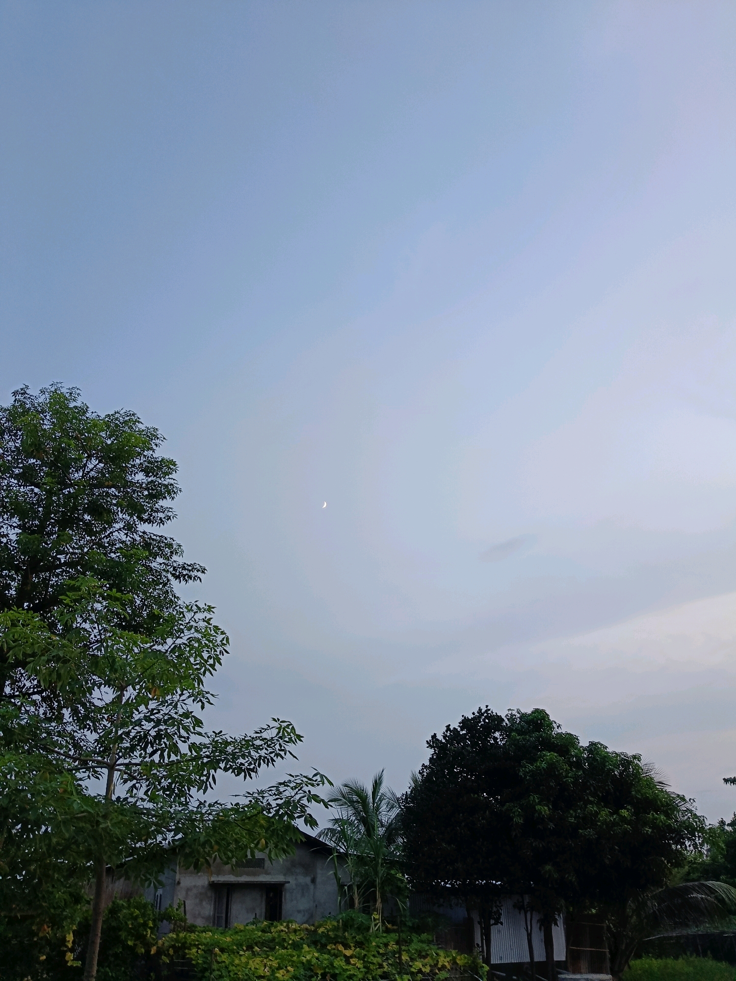 The image depicts an outdoor scene in a rural area, likely the city of Barpeta, India. The sky is a pale blue, with a thin crescent moon visible in the upper center of the frame. To the left, a large, leafy green tree dominates the foreground, its branches reaching towards the sky. Below the tree, a simple, single-story building with a grey concrete exterior and wooden doors is partially visible, surrounded by dense green foliage and bushes. To the right, another large, dark green tree stands, its canopy dense and rounded. A small portion of a corrugated metal structure can be seen beneath this tree. The overall impression is of a tranquil, natural setting with minimal human structures.
