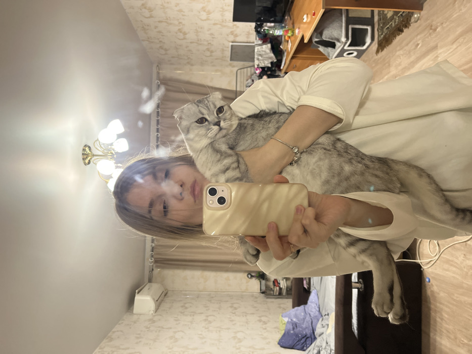 An interior scene in Bobrovka, Russia, captured as a mirror selfie. A female individual, with light-colored hair and wearing a light-colored long-sleeved top, holds a silver tabby Scottish Fold cat. She is holding a smartphone with a light-colored, wavy-patterned case (likely an iPhone model) to take the photograph, obscuring part of her face. Her left wrist displays a silver-colored bracelet with charms. The cat is held upright and appears to be looking towards the camera with its head tilted.
The reflected room features light-colored patterned wallpaper and light wood-colored laminate flooring. A gold-toned chandelier with multiple lights is affixed to the white ceiling. On the left side of the reflection, a white wall-mounted air conditioning unit is visible above a dark brown sofa or bed covered with a blue and white patterned blanket. A white electrical cord lies on the floor near the sofa. On the right side of the reflection, a wooden desk or table holds a dark monitor, a green bottle, and various unidentifiable items. Below the desk, a dark grey, multi-level cat bed is present. A clothes drying rack with laundry is partially visible in the background, and a patterned rug lies on the floor. Light-colored curtains are also visible.