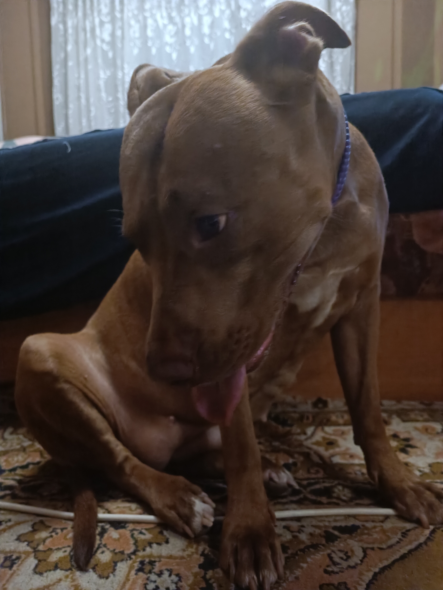 A brown Pitbull dog is sitting on a patterned rug. The dog is looking down and to its left, with its tongue slightly out. A blue collar is visible around the dog's neck. In the background, a dark blue surface, possibly a couch, is visible, as well as a sheer white curtain. The scene is indoors. The location is not specified in the image, so a location in Zaporizhzhia, Ukraine cannot be provided.