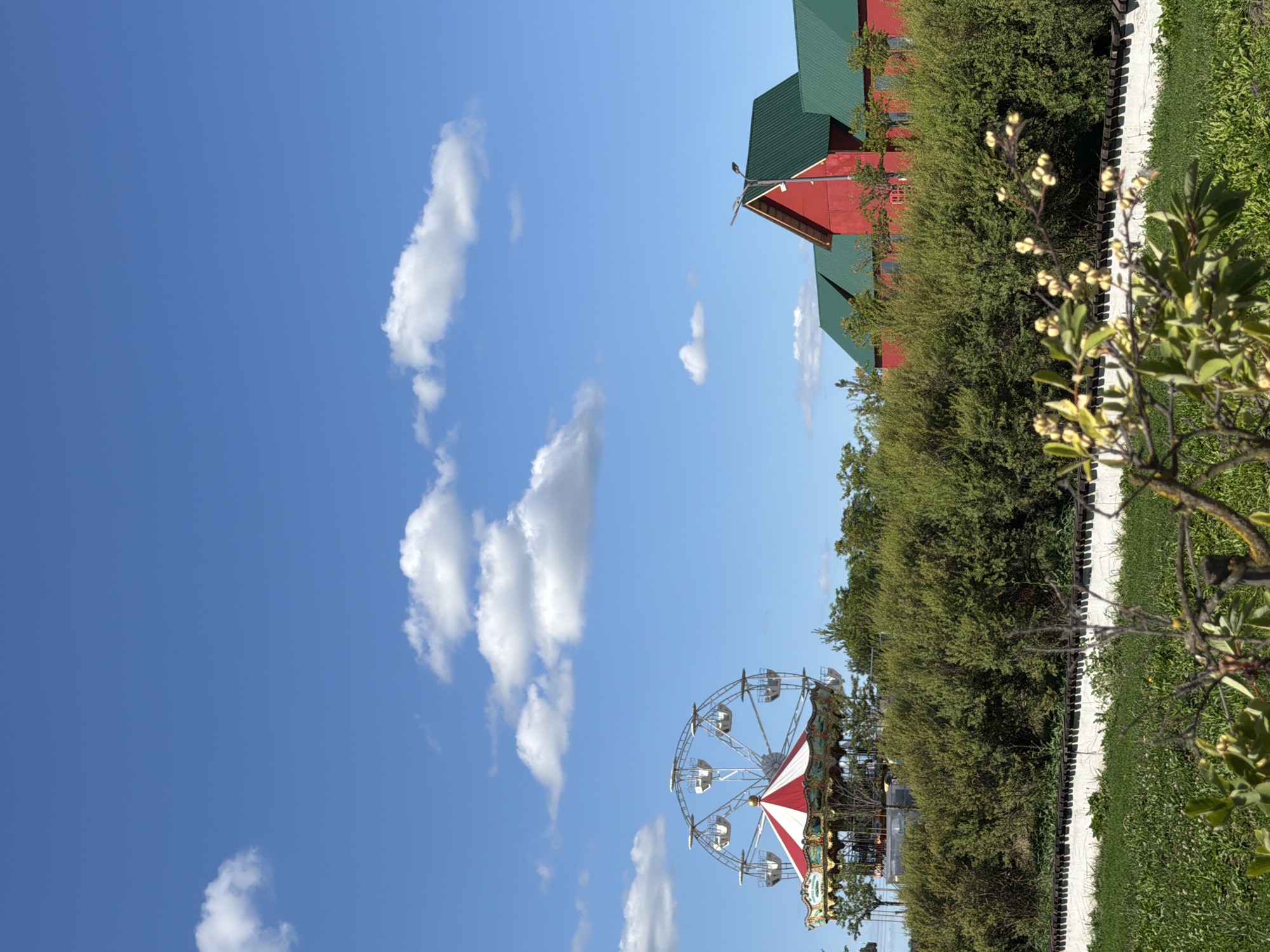 An outdoor, eye-level, vertical, full shot captures a rural scene under a bright blue sky with scattered white clouds. In the background, a Ferris wheel with a red and white striped canopy and a carousel is visible on the left, surrounded by green trees. To the right of the Ferris wheel, a bright red building with a green roof stands out, with several sections suggesting a larger structure. A white wall with dark decorative elements runs horizontally across the mid-ground, separating a grassy area in the foreground from a dense line of green bushes behind it. The foreground is dominated by a field of green grass and a small branch with light-colored buds and leaves in sharp focus. The location is identified as Severynivka, Ukraine.