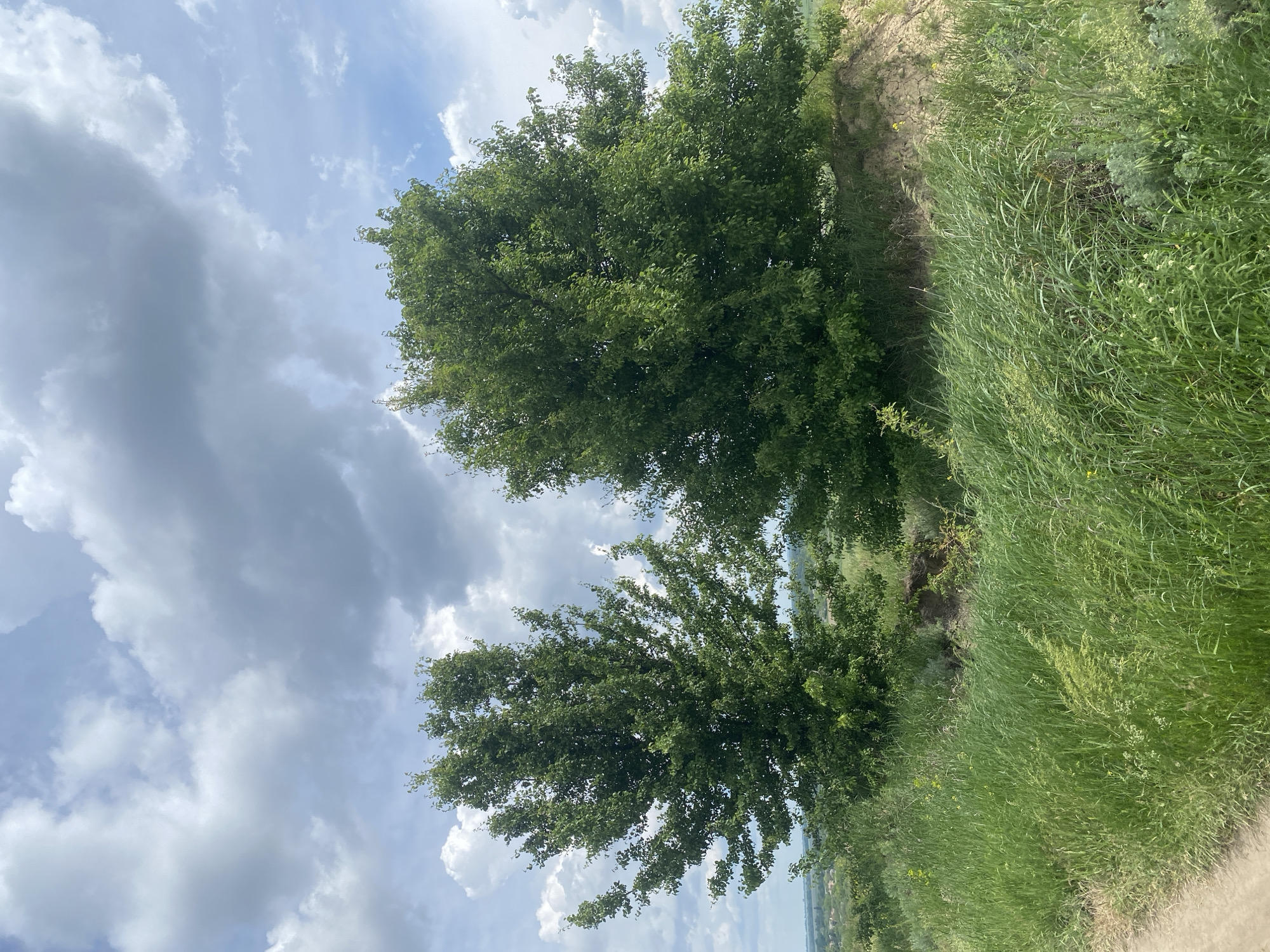 The photograph captures a landscape near Ustyvytsia, Ukraine, featuring a view of trees, grass, and the sky. Two trees with dense green foliage dominate the scene, positioned against a backdrop of sky filled with white and gray clouds. Lush, tall green grass covers the ground and extends along the edge of what appears to be a path or slope. The horizon line indicates a distant view, possibly of the surrounding landscape.